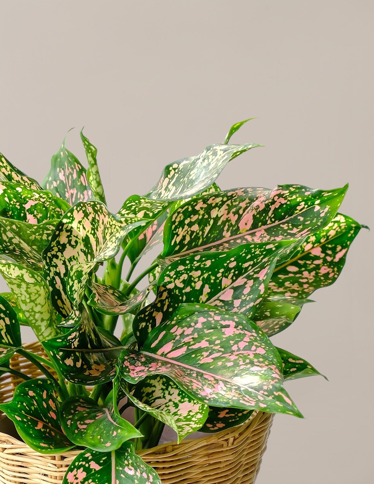 The Sill Aglaonema Wishes (Chinese Evergreen) - Rust Isabella Porcelain ...
