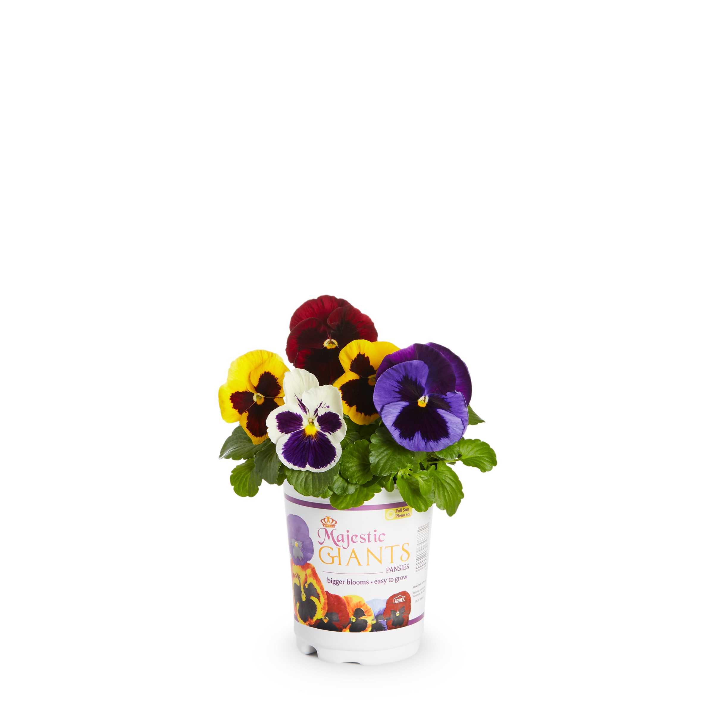 Lowe's Multicolor Pansy in 2.5-Quart Pot in the Annuals department