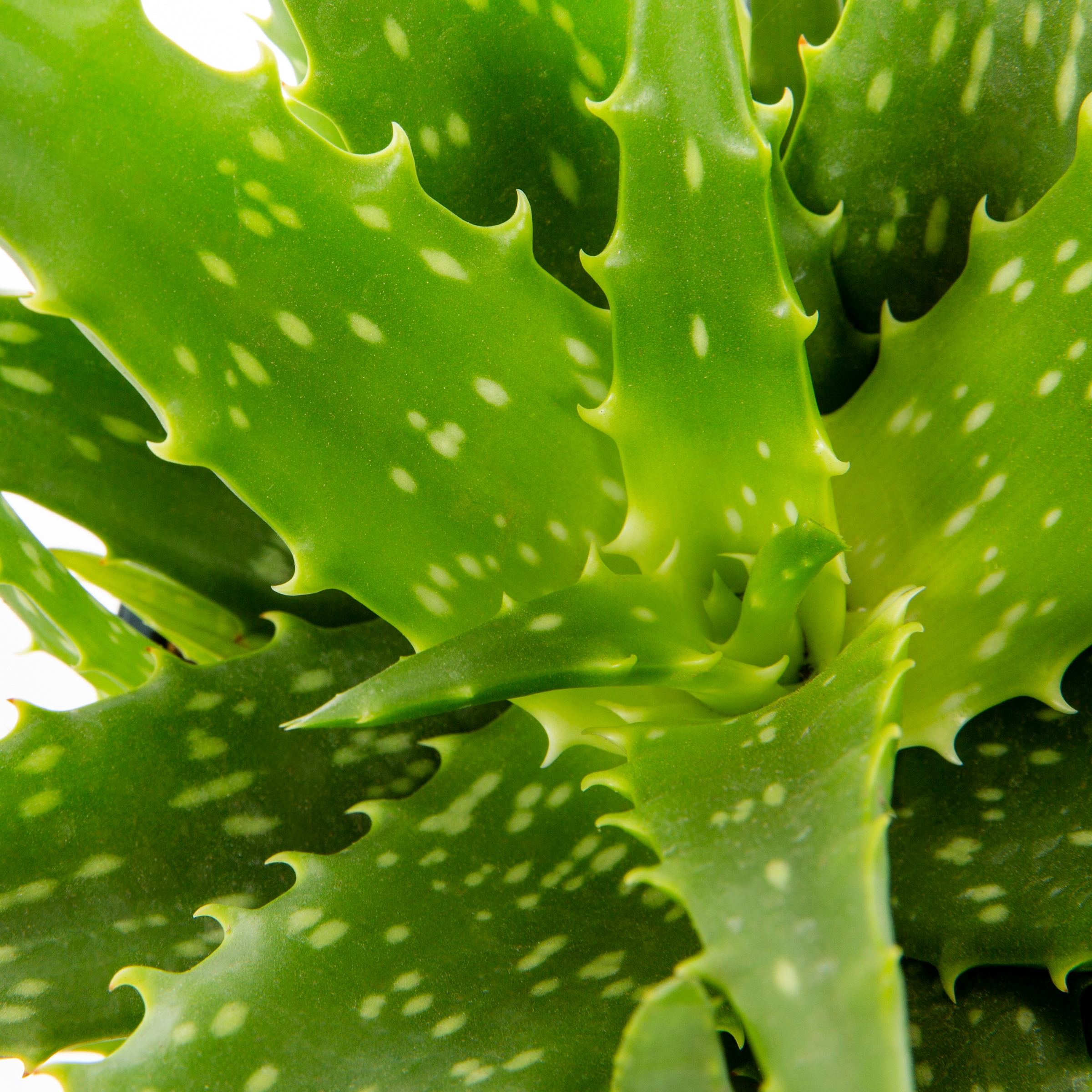 Lowe's 937396 Cacti-Succulents - View #14
