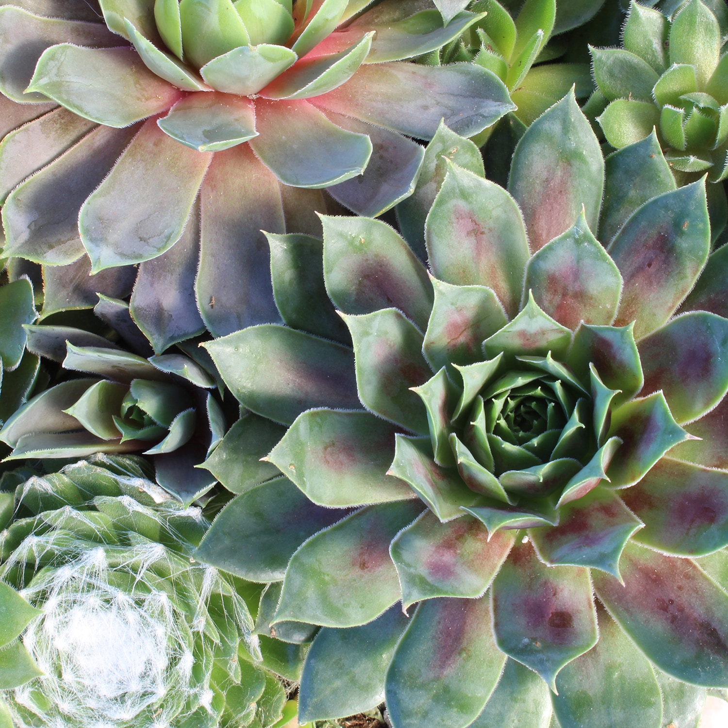 Altman Plants 0872759 Cacti-Succulents - View #8