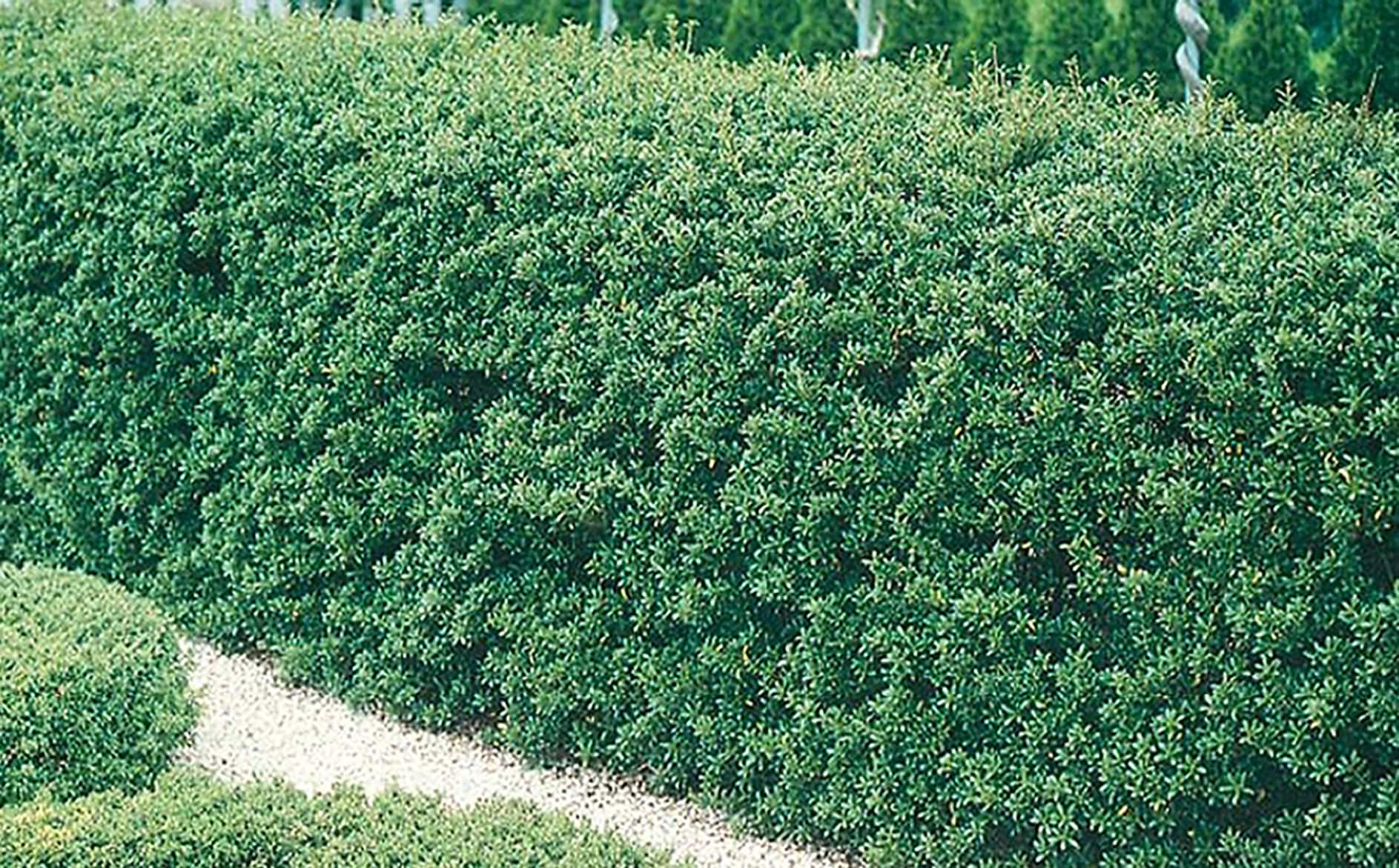 Lowe's NURSERY Steeds Holly Foundation/Hedge Shrub In Pot (With Soil)