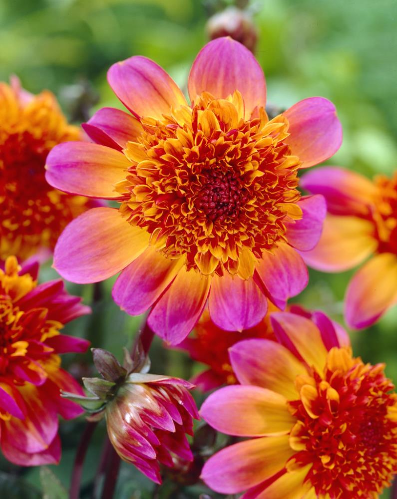 Garden State Bulb 44273 Multicolor Dahlia Floorinoor Bulbs 3-Pack