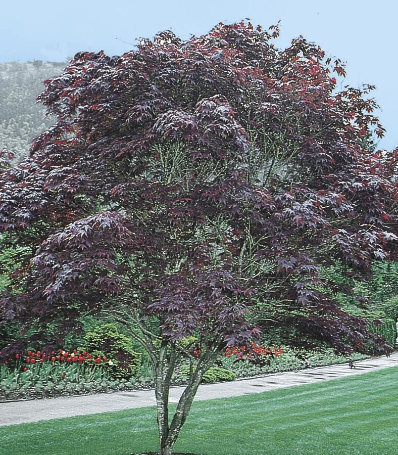  NURSERY 12.07-Gallon Feature Tree Bloodgood Japanese Maple In Pot (With Soil)