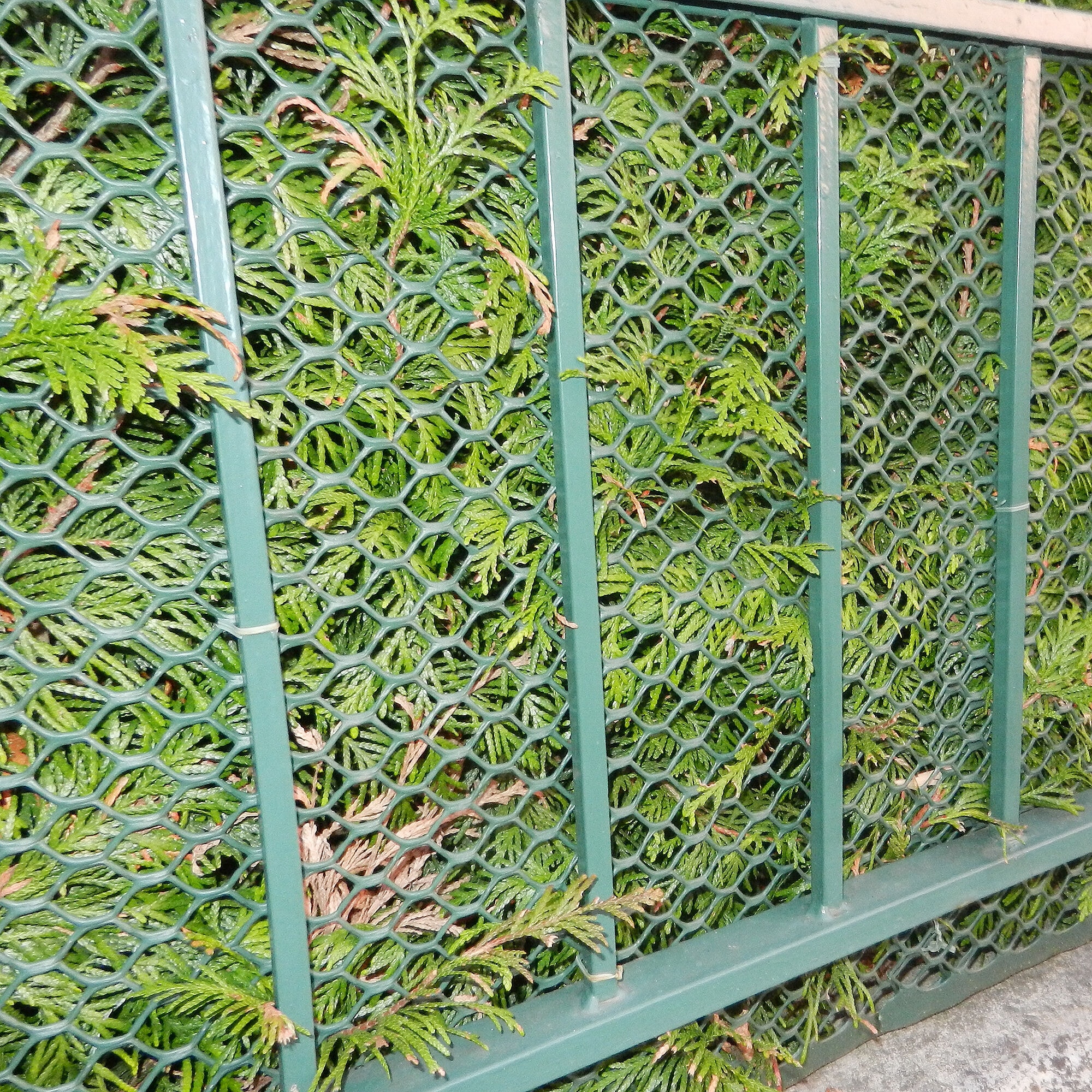 Tenax 090786 Rolled-Fence - View #12