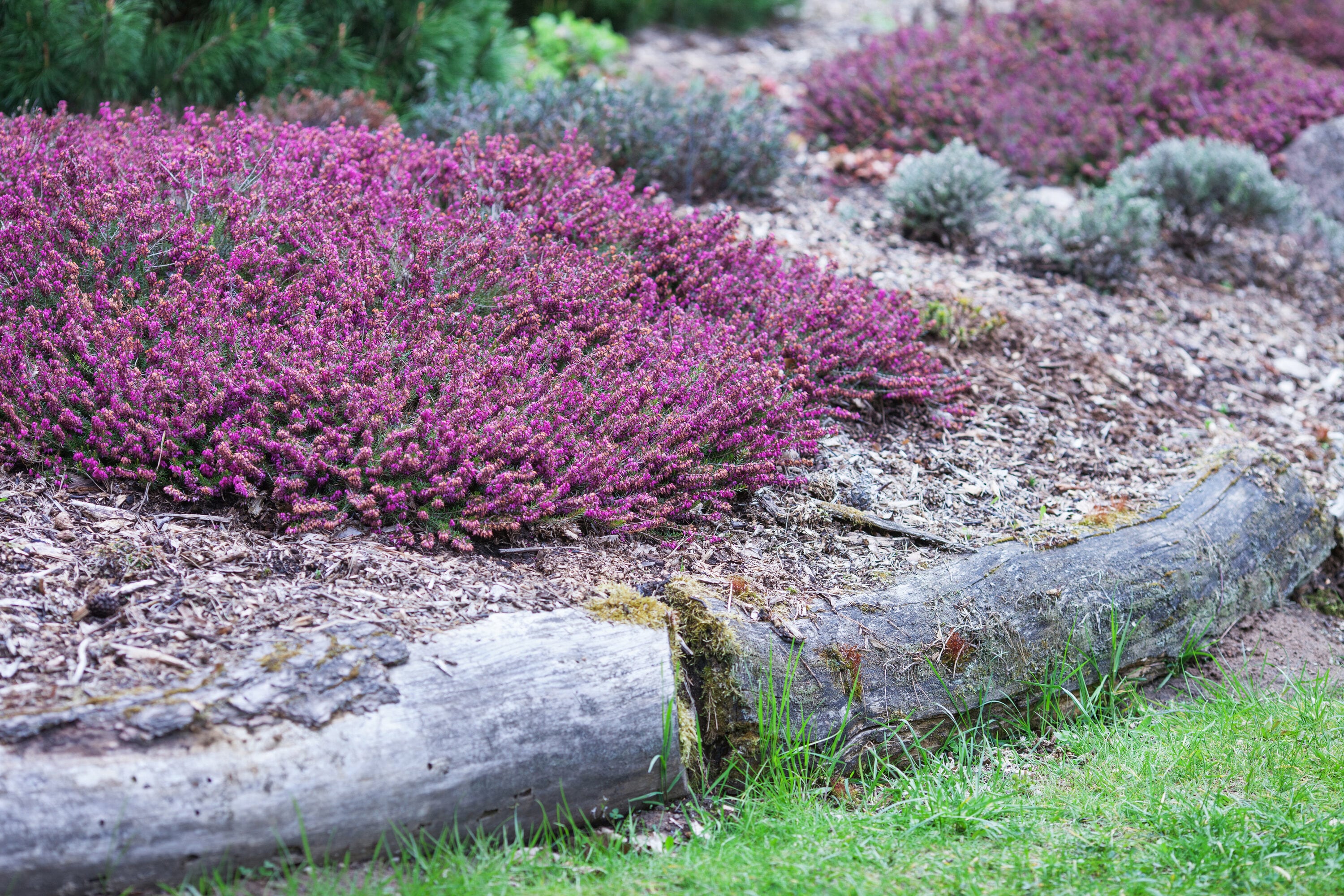  1206 shrubs - View #4