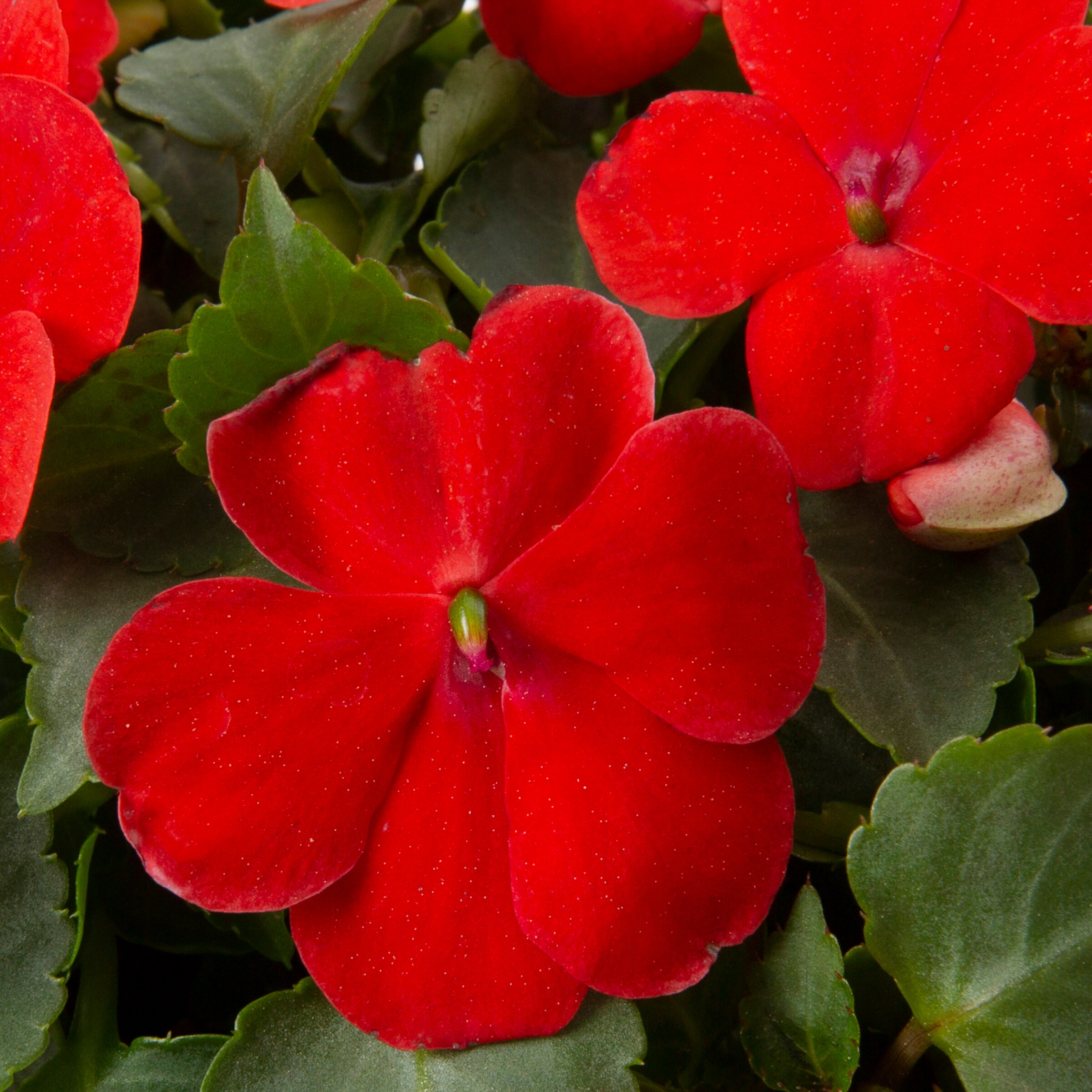 Lowe's NURSERY annuals - View #2