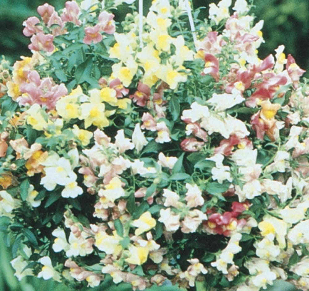Lowe's 1-4223 Multicolor Trailing Snapdragon in 1.75-Gallons Planter