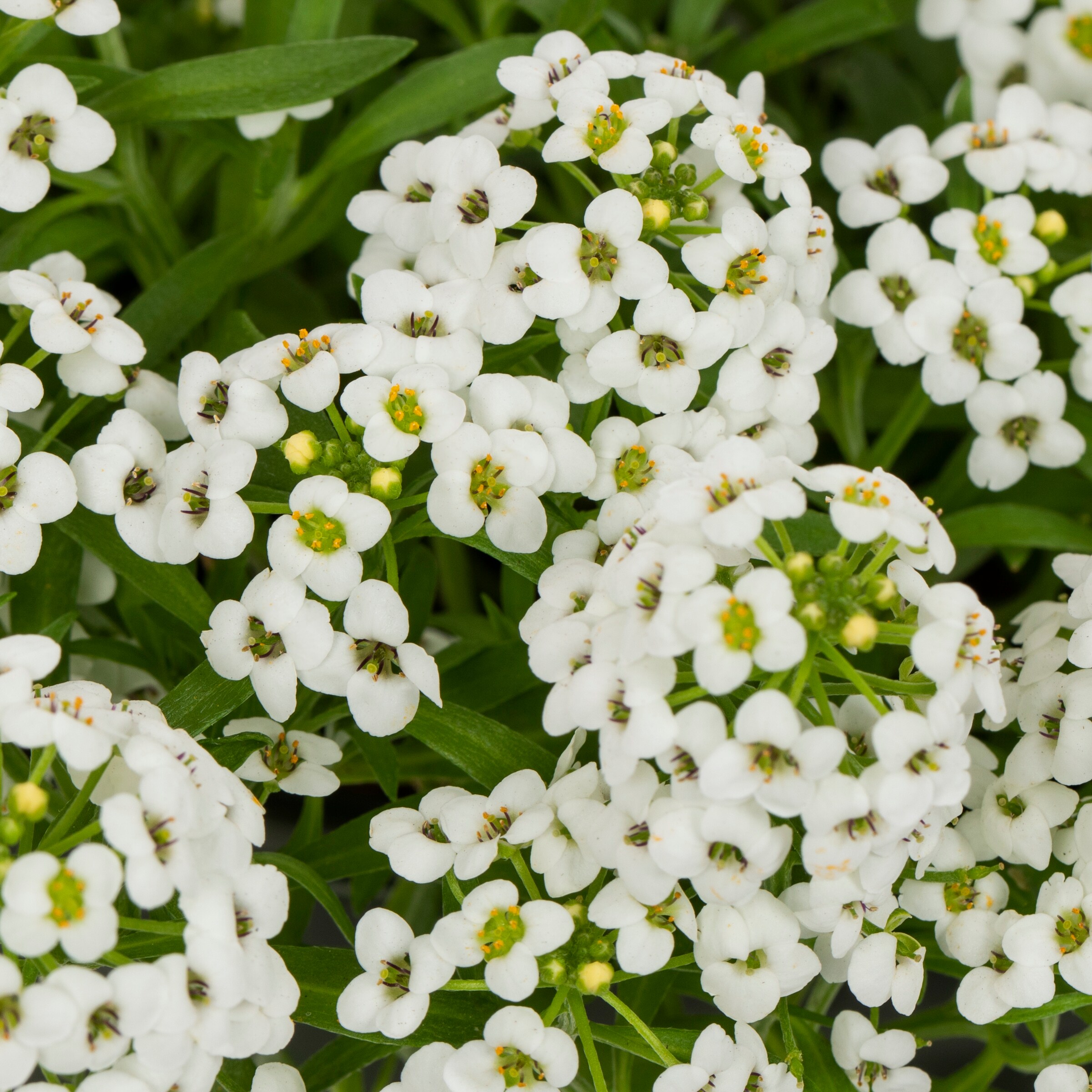 Monrovia 79173 annuals - View #2