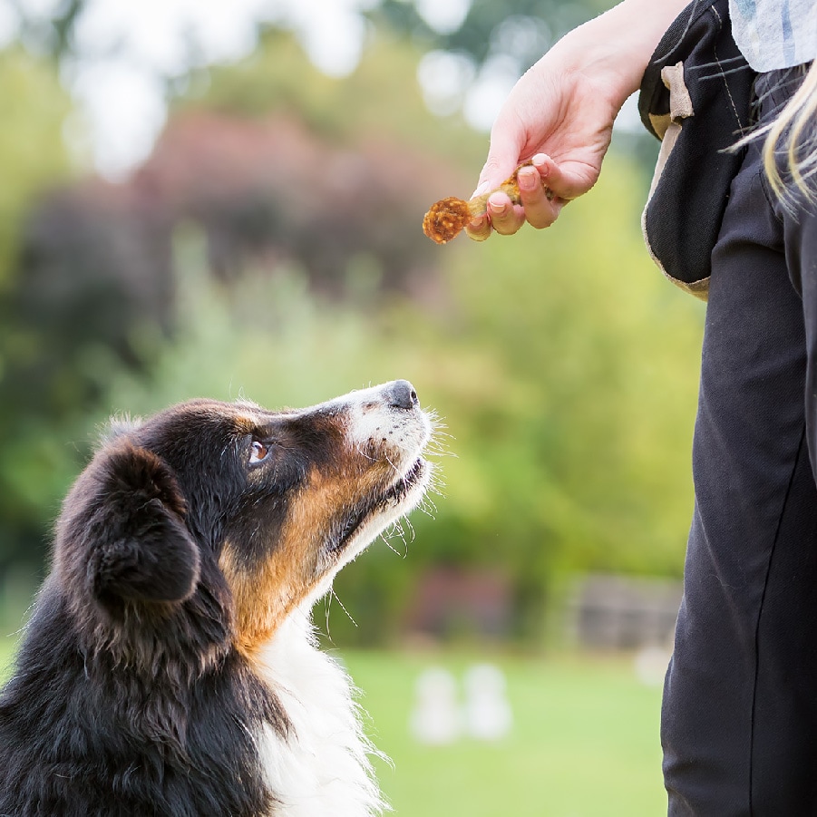 Good 'n' Fun P-94422 Dog-Treats - View #5