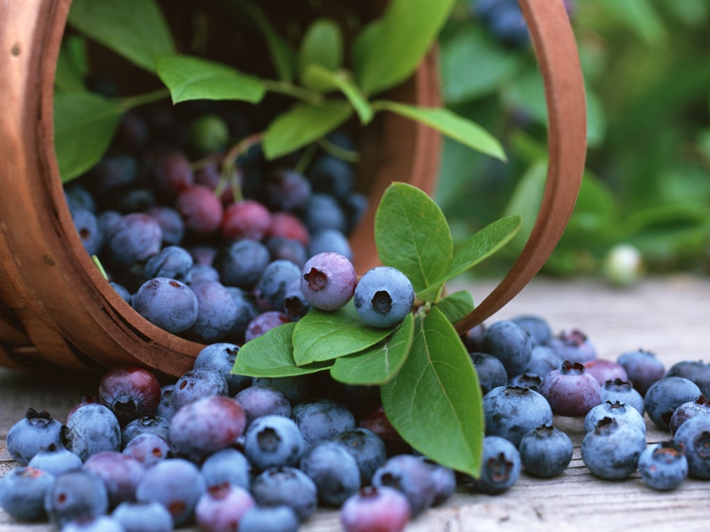 Windmill CF-1200-SPL Fruit-Plants - View #3