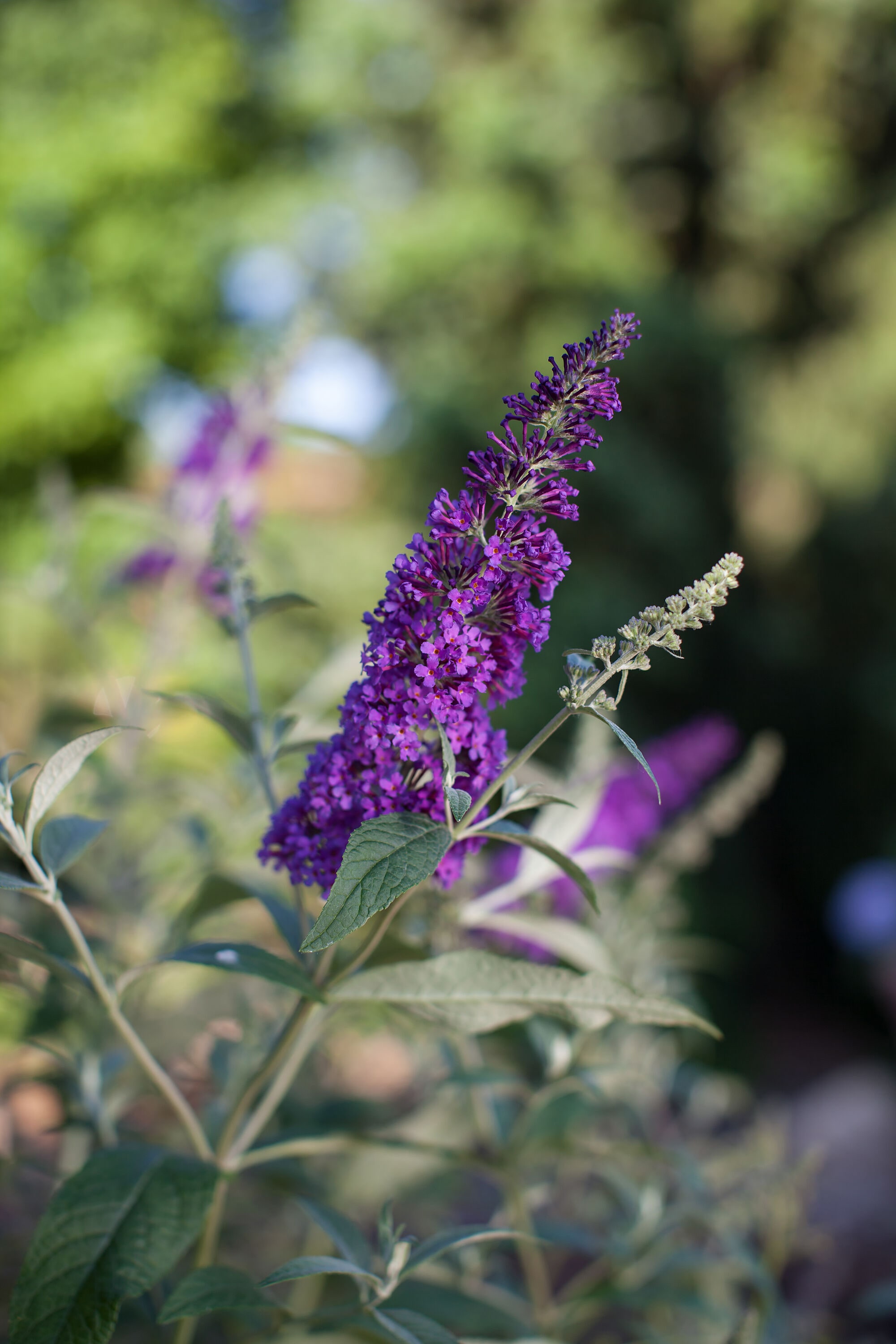 Lowe's NURSERY shrubs - View #2