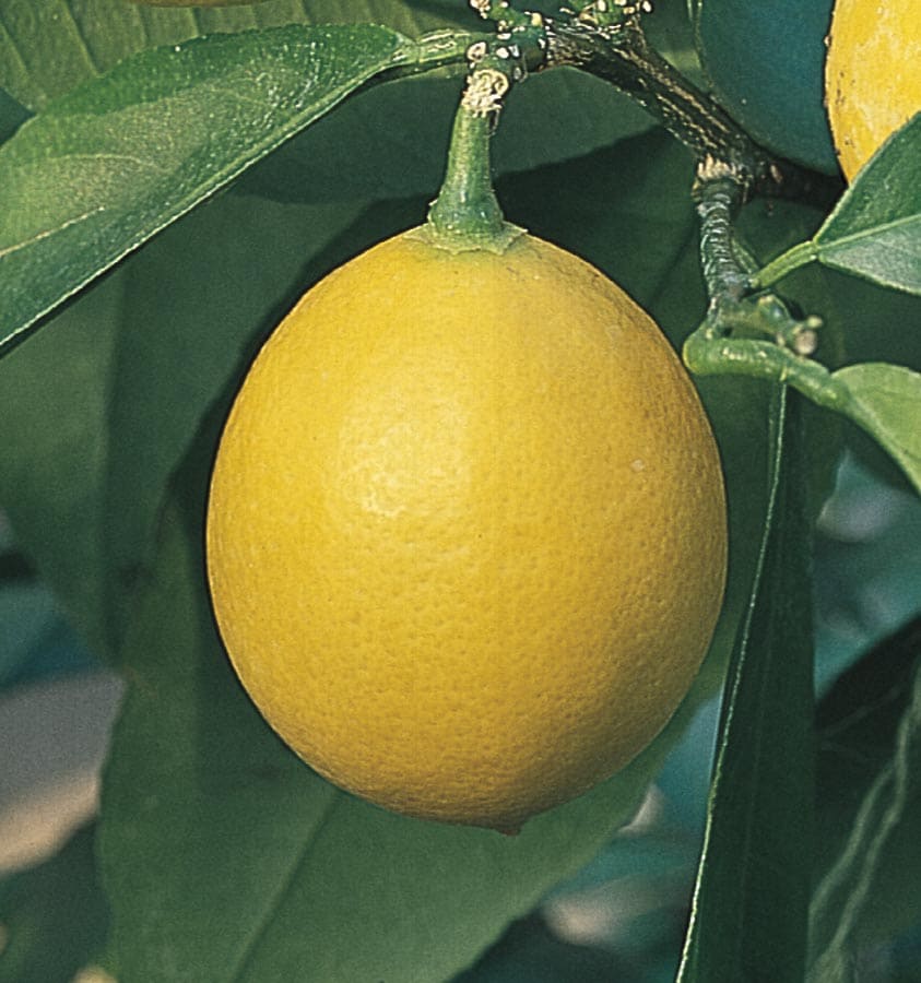 Lowe's 715309132009 Fruit-Plants - View #3