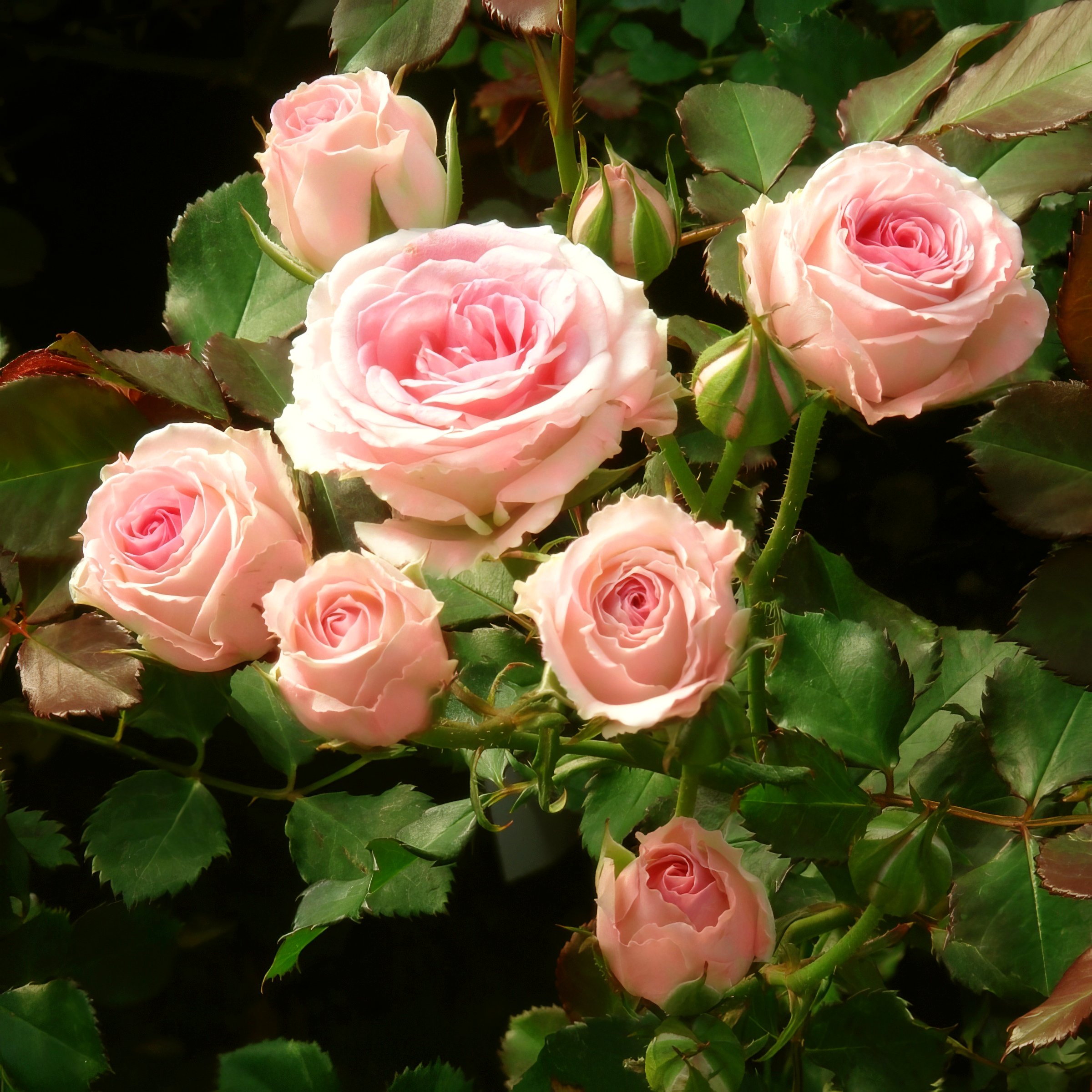 National Plant Network LW1799 roses - View #3