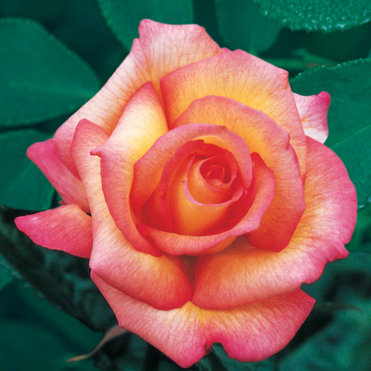 Spring Hill Nurseries 86075 roses - View #3
