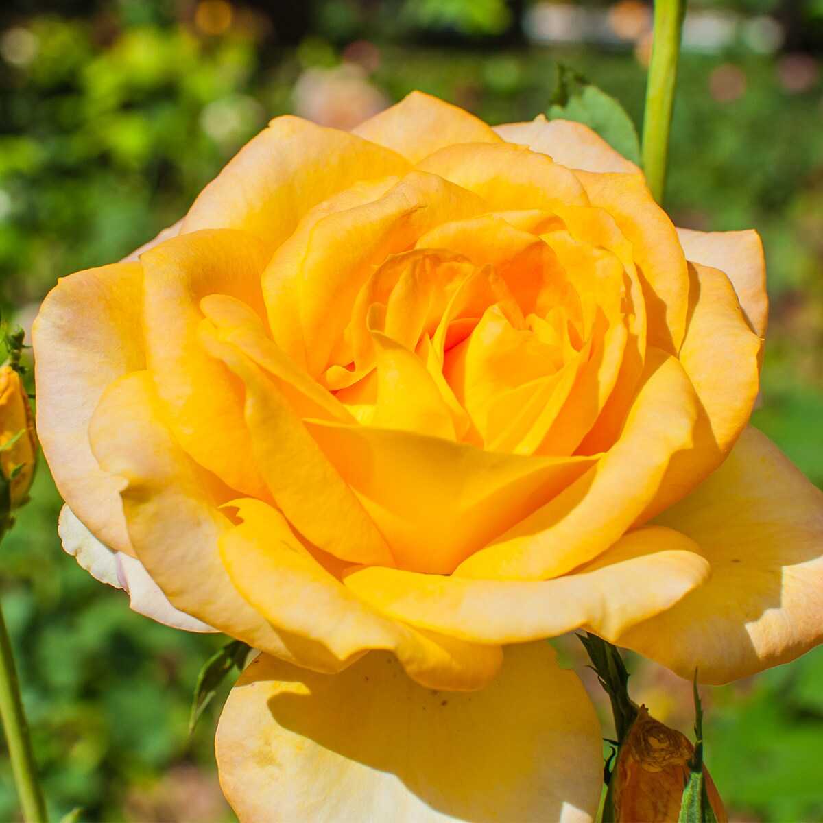 Yellow Rose Buds  Braman's Wanderings