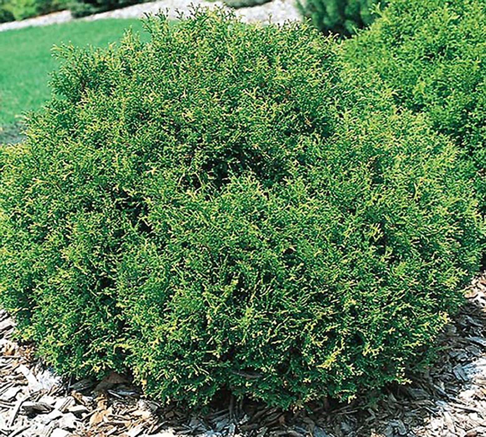 Lowe's Hetz Midget Arborvitae Accent Shrub In Pot (With Soil) at Lowes.com