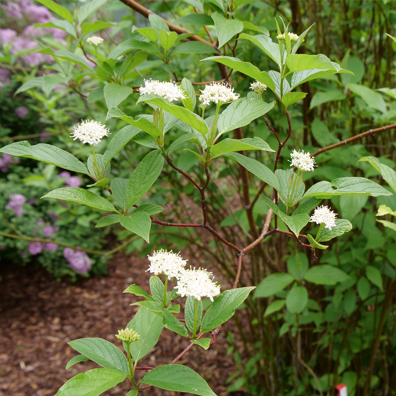 Van Zyverden 82938 White Cornus Arctic Fire Bulbs 3 Count