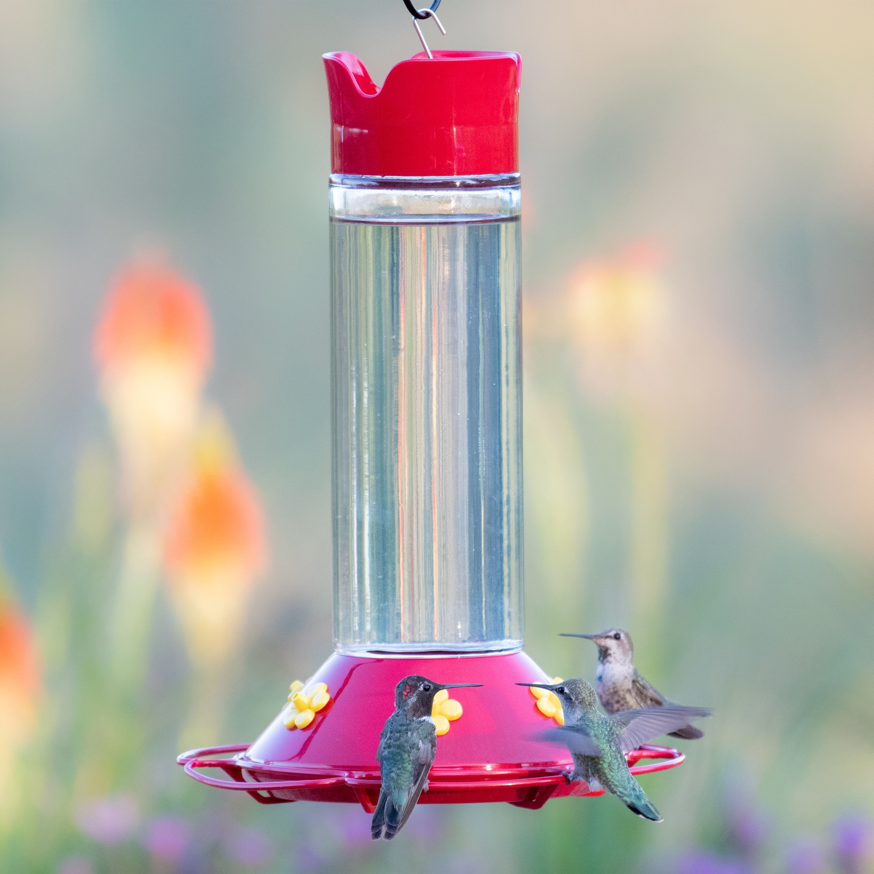 Perky-Pet Our Best Glass Hanging Squirrel-resistant Nectar Hummingbird ...