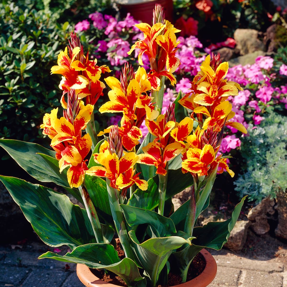 Van Zyverden 83459 Plant-Bulbs - View #3
