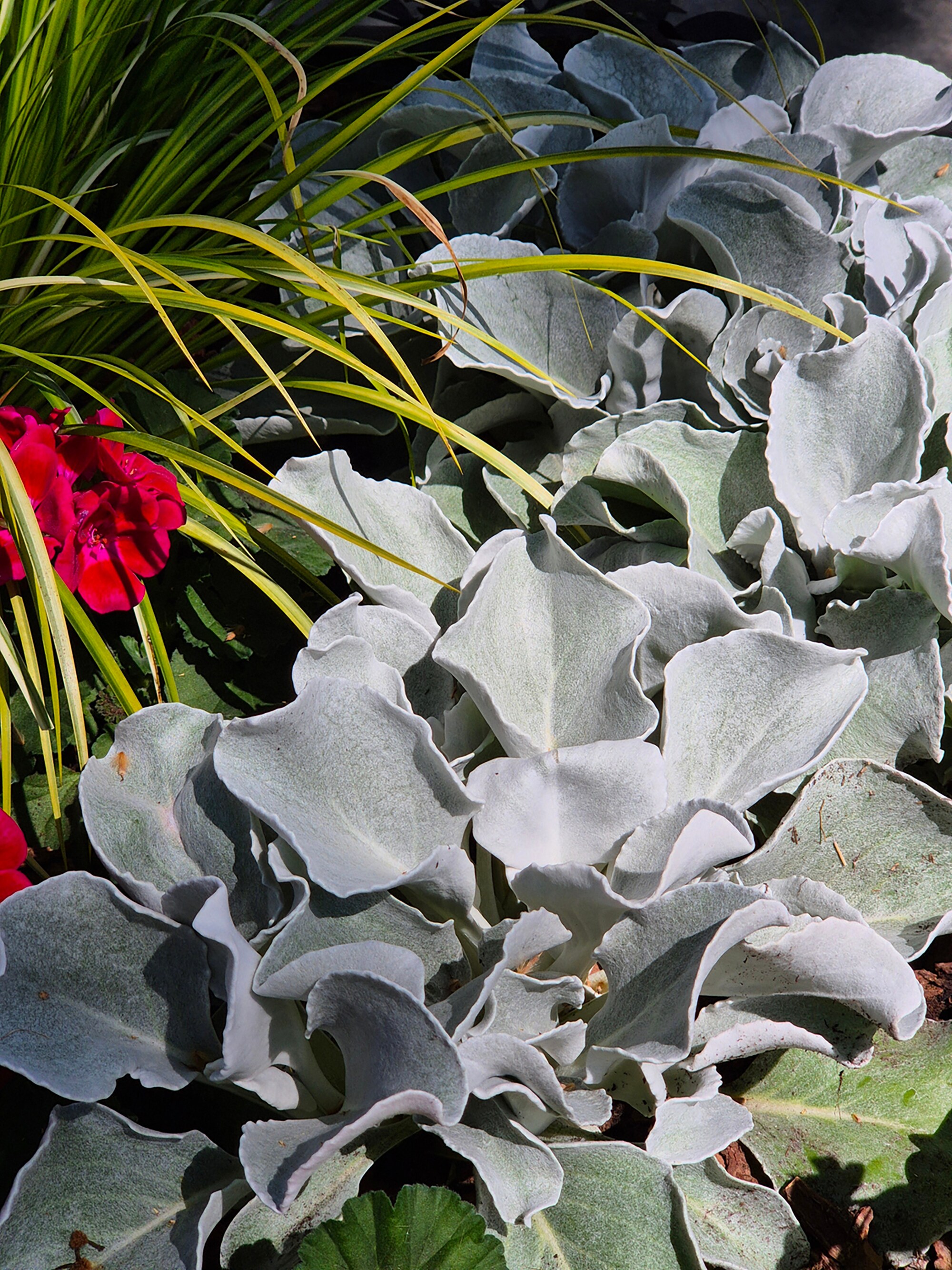  1658 annuals - View #4