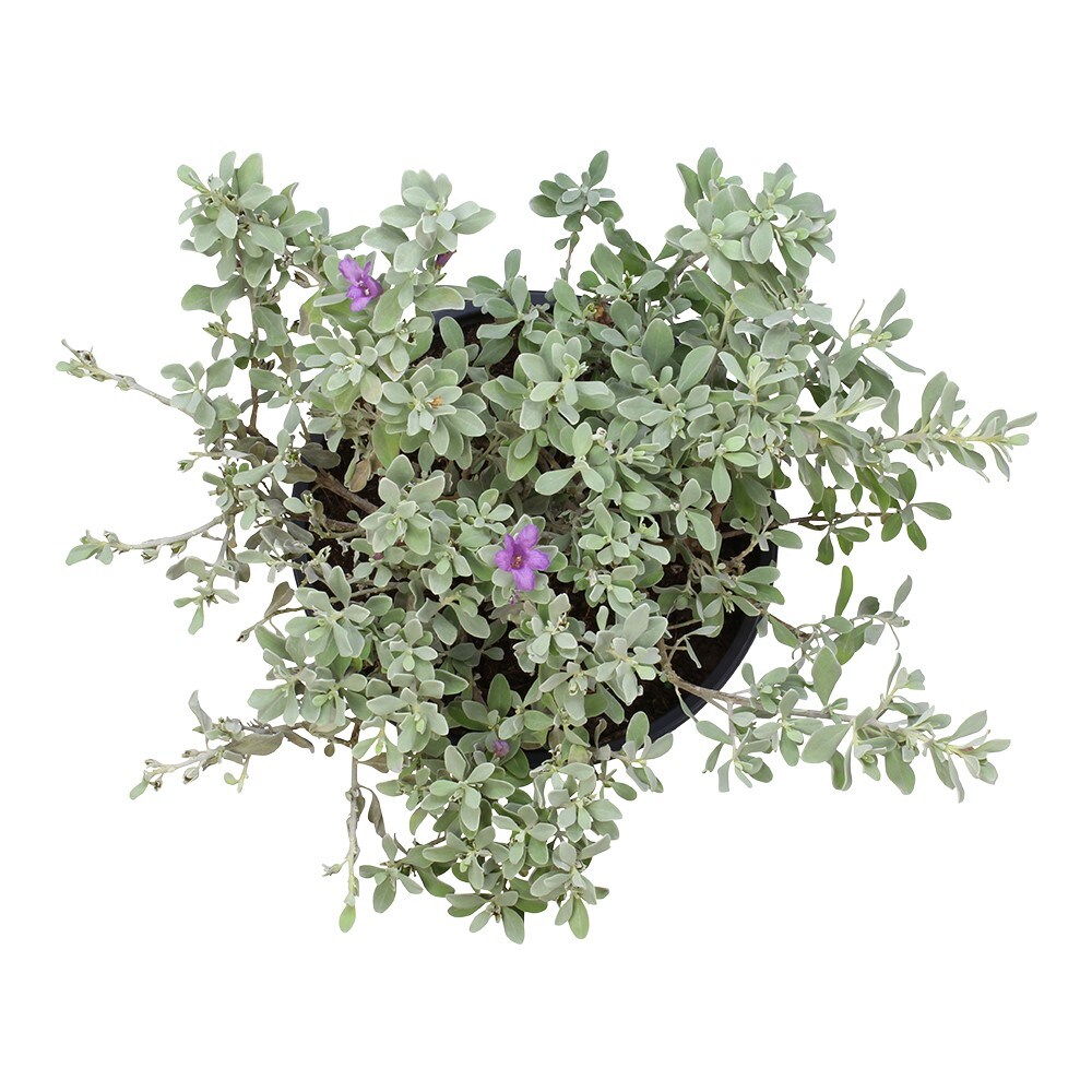 Altman Plants 0881287 shrubs - View #3