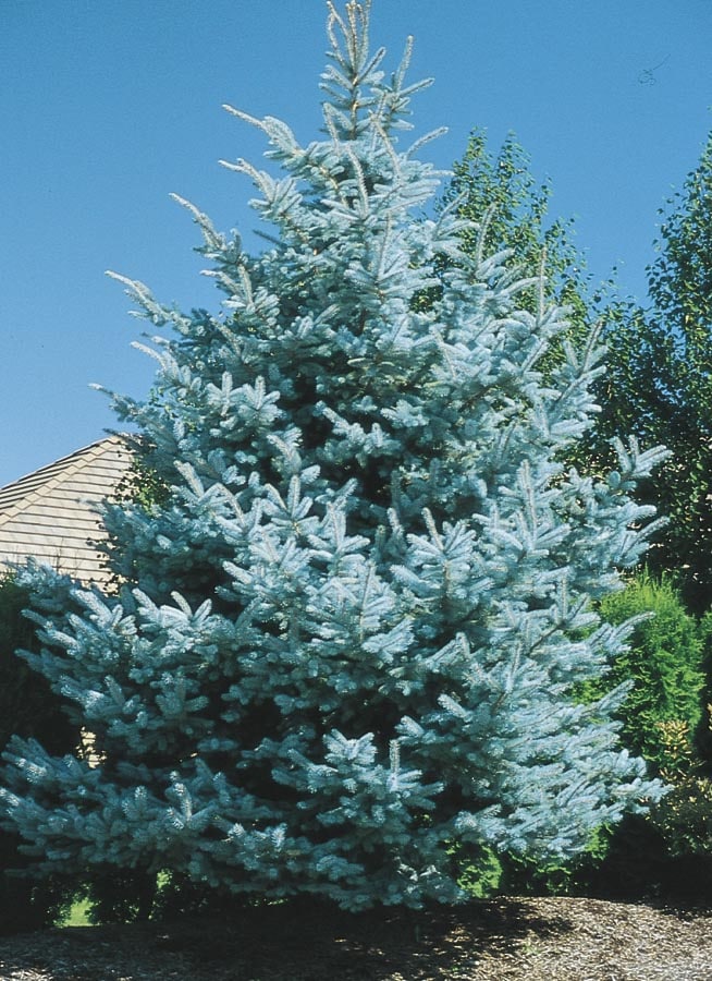 Baby Blue Blue Spruce (Picea pungens 'Baby Blue') in Edmonton St Albert  Sherwood Park Stony Plain Alberta AB at Millcreek Nursery Ltd