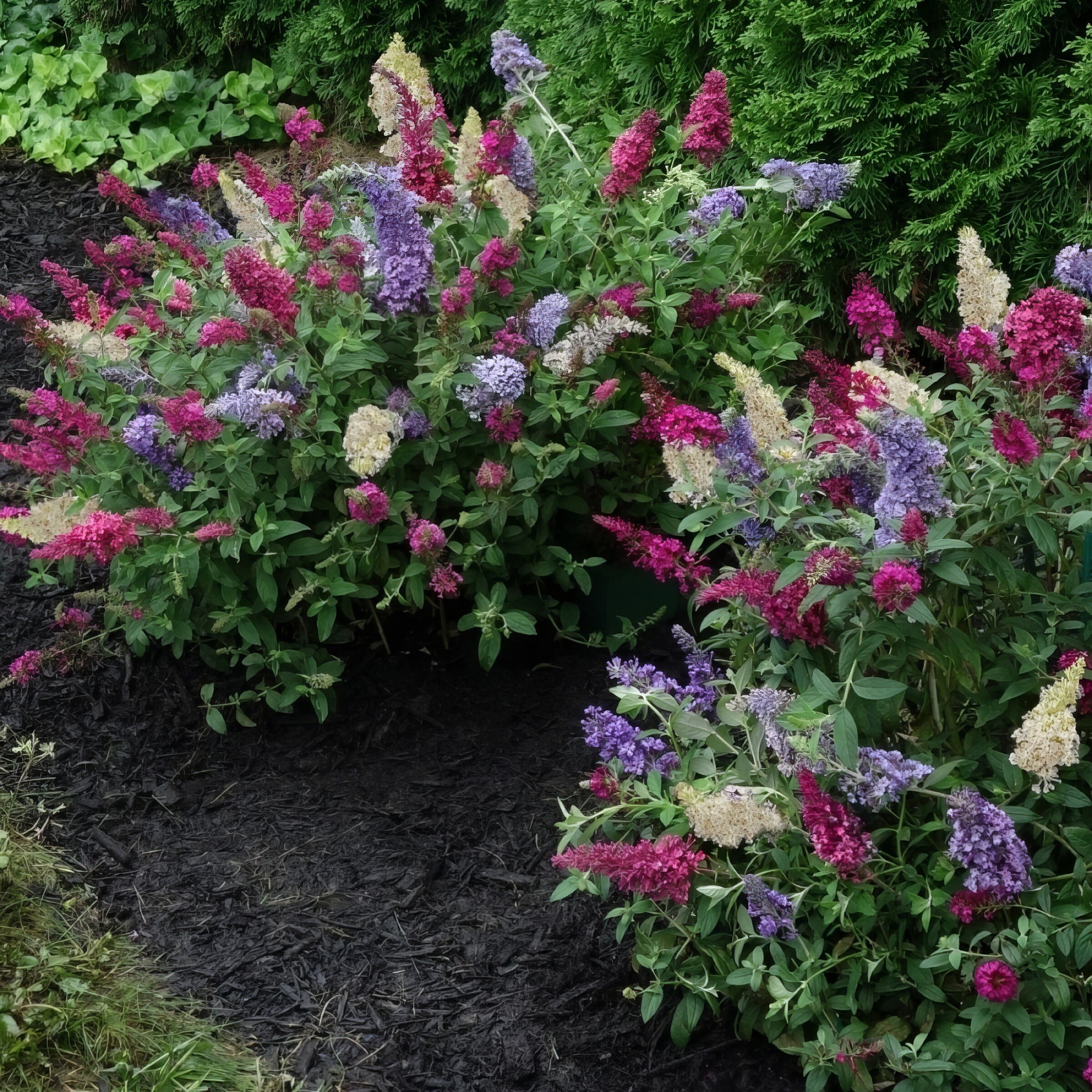 National Plant Network Multicolor Butterfly Bush Flowering Shrub in 6 ...