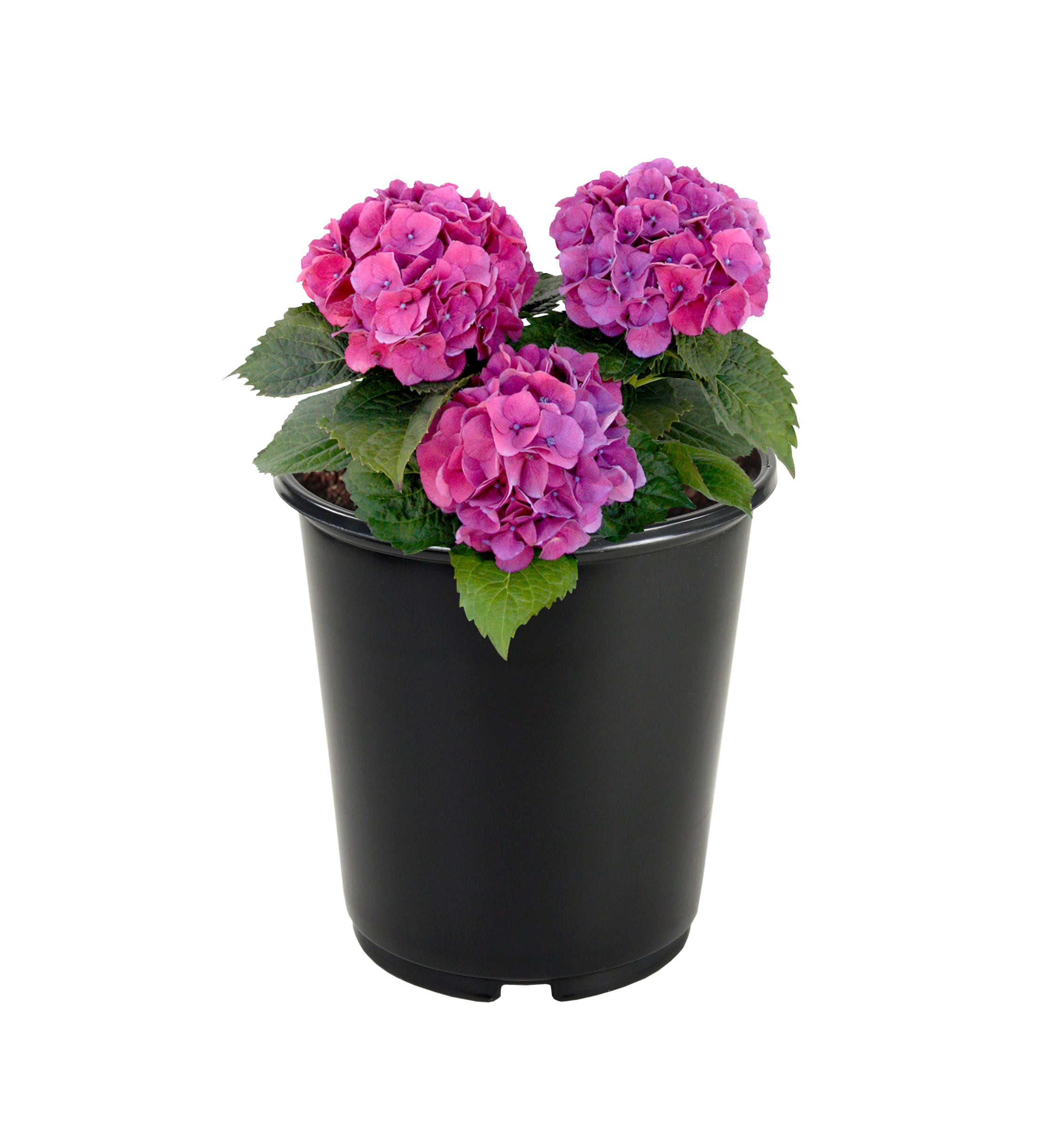 Holiday Living NURSERY 1.25-QT HOLIDAY HYDRANGEA