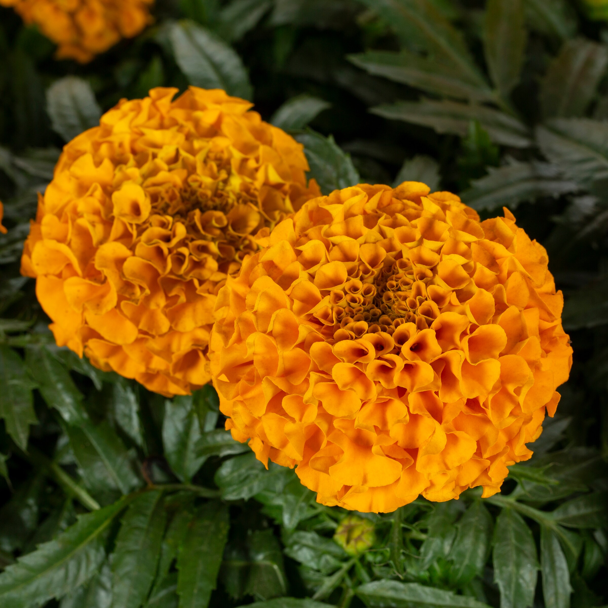 Lowe's Multicolor Dwarf French Marigold in 1.65-Gallon Tray in the ...