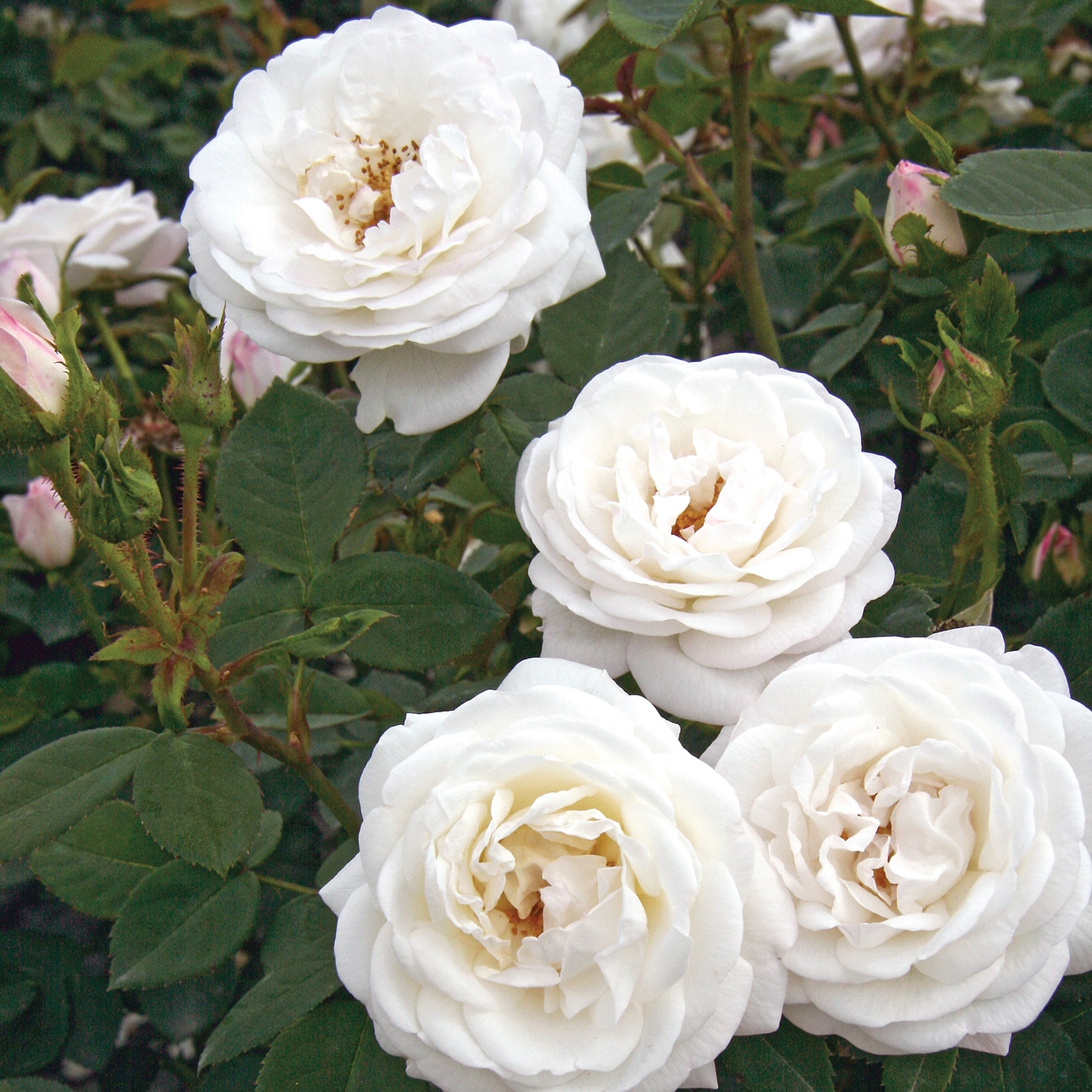 Van Zyverden 84603 White Rose 2 -Quart 1.0 -Pack in Pot