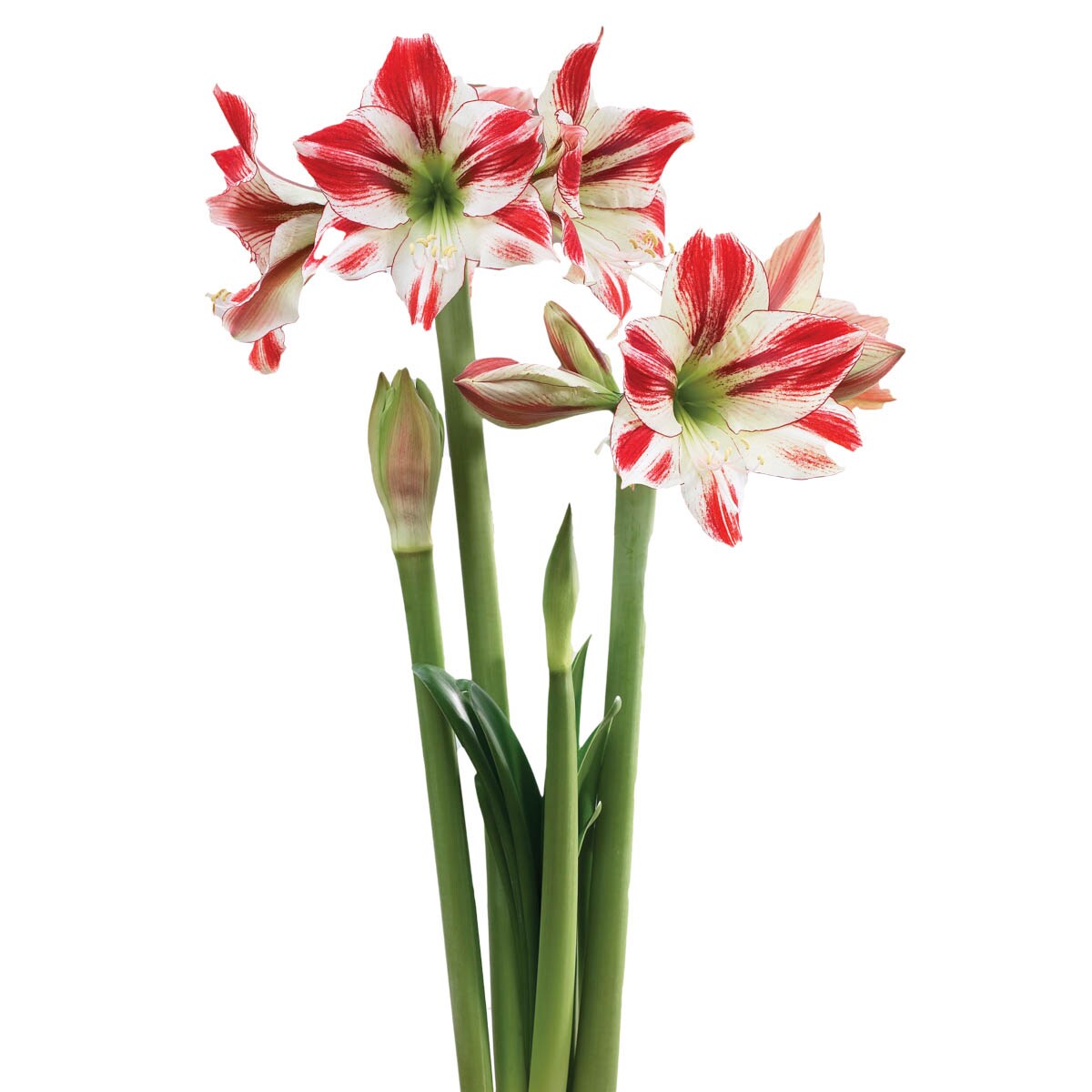 Breck's 91335 Multicolor Ambiance Dormant Amaryllis Bulbs 1-Pack