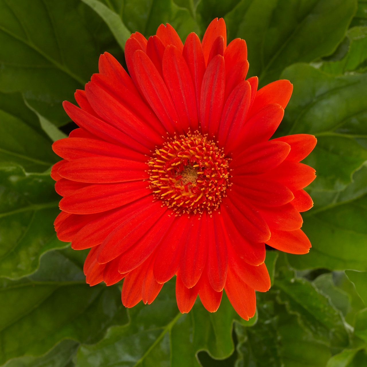 Monrovia 4990 annuals - View #2