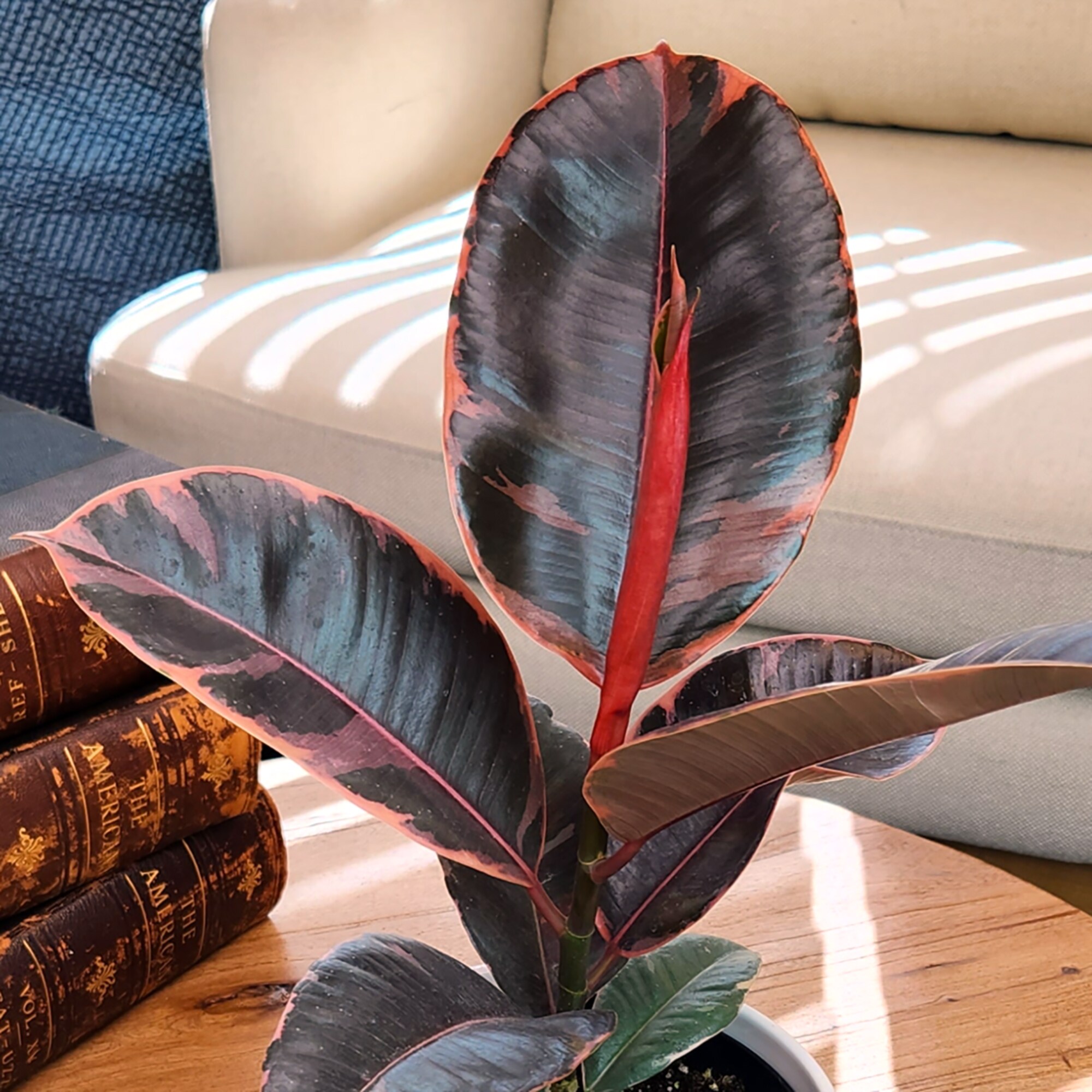 Altman Plants   - View #7