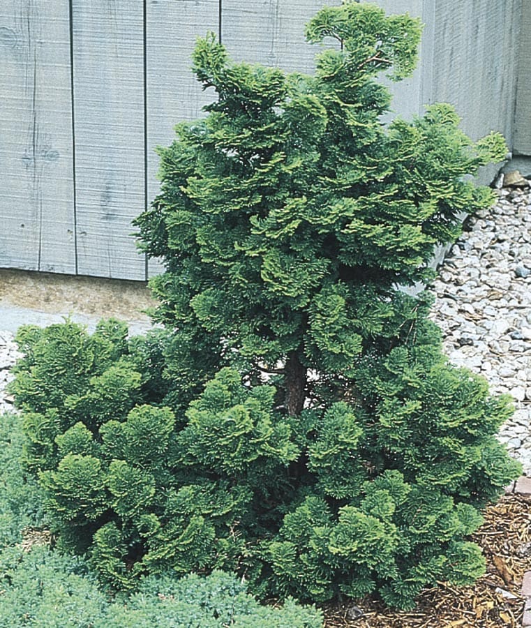 dwarf false cypress shrub