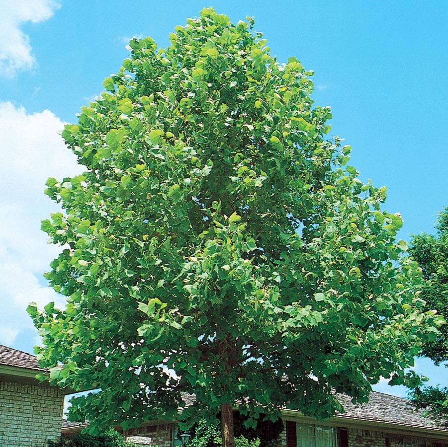  NURSERY 8.75-Gallon Yellow Shade Tree Sycamore Tree In Pot (With Soil)