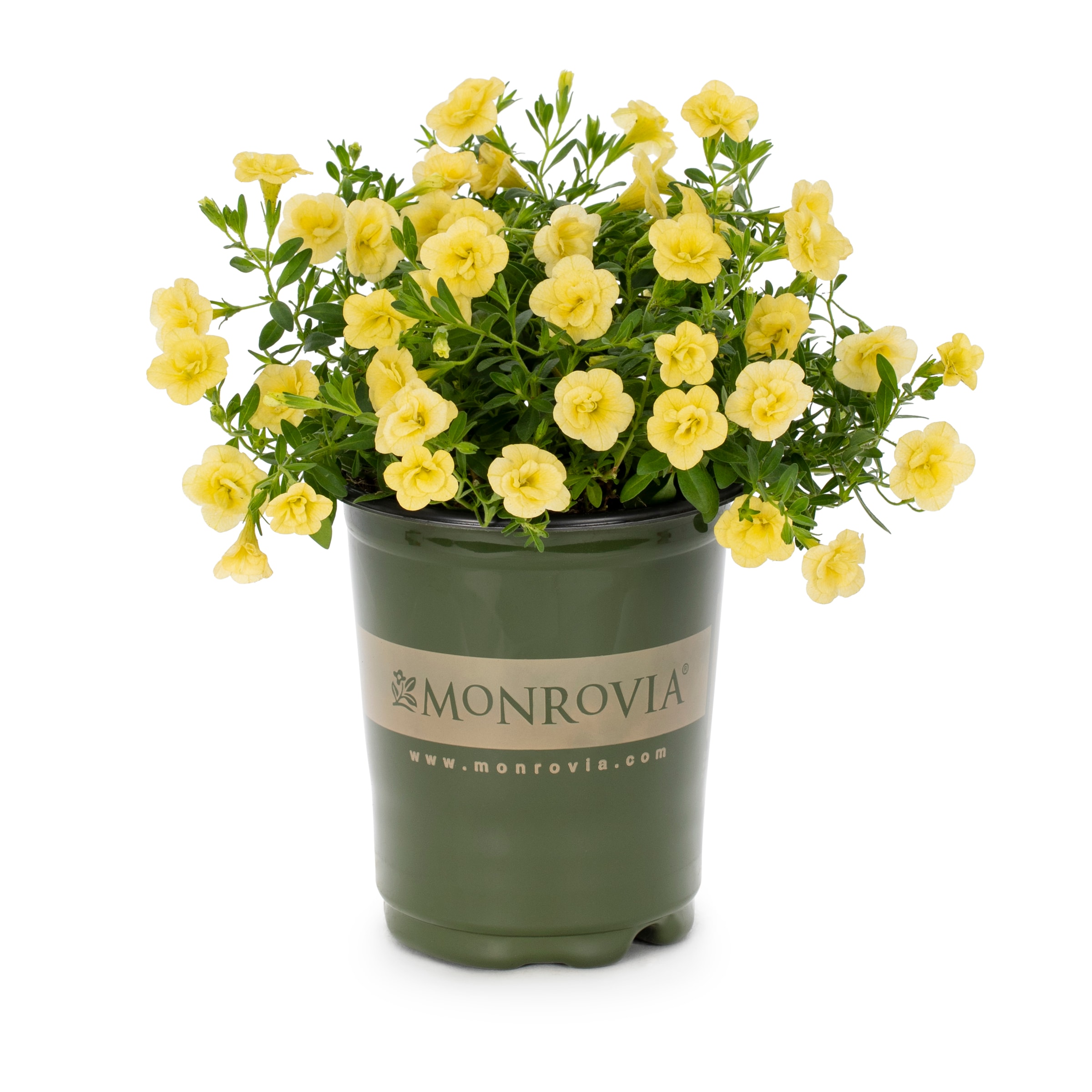 Lowe's NURSERY annuals - View #7