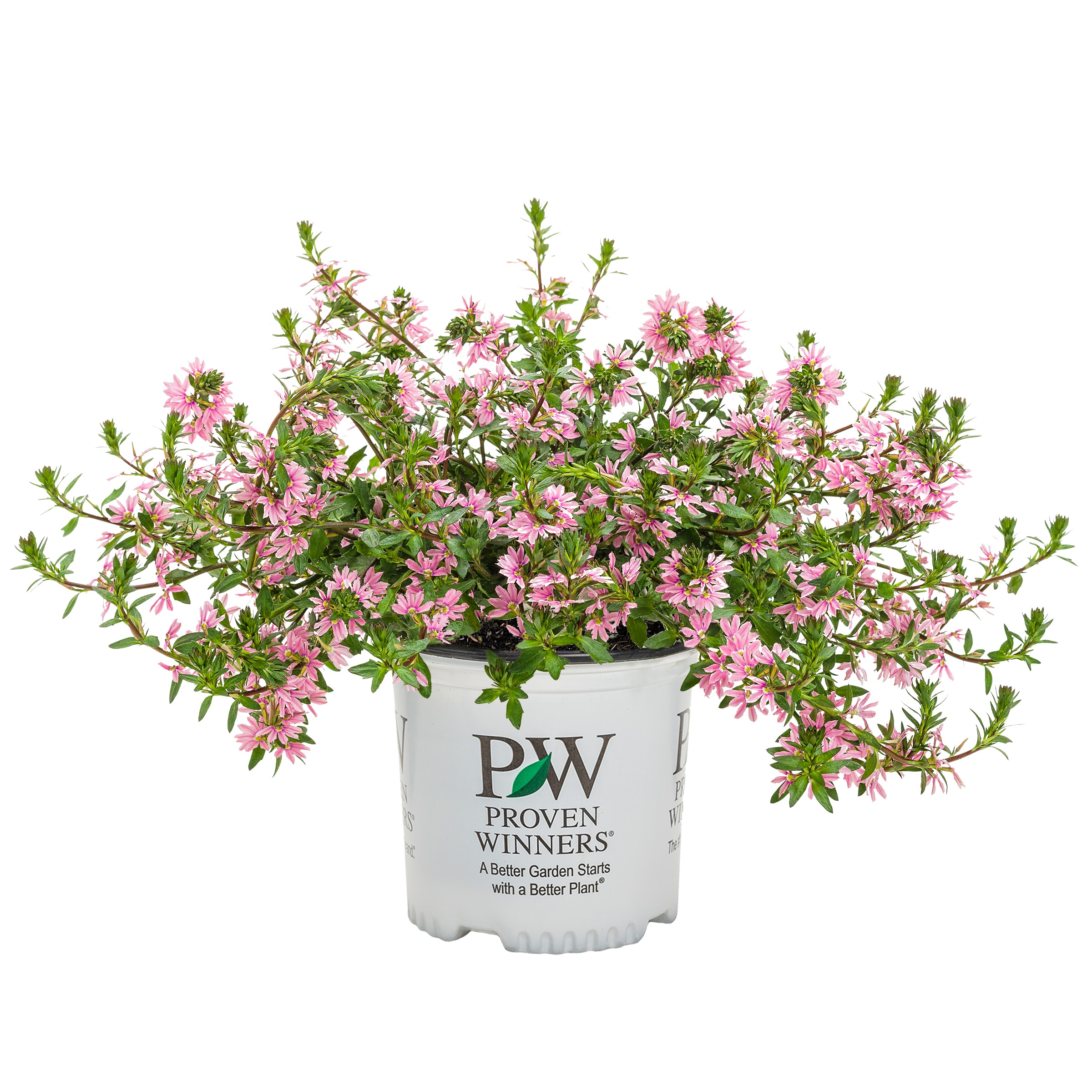 Lowe's NURSERY 1.56-PT SCAEVOLA WHIRLWIND PK PW