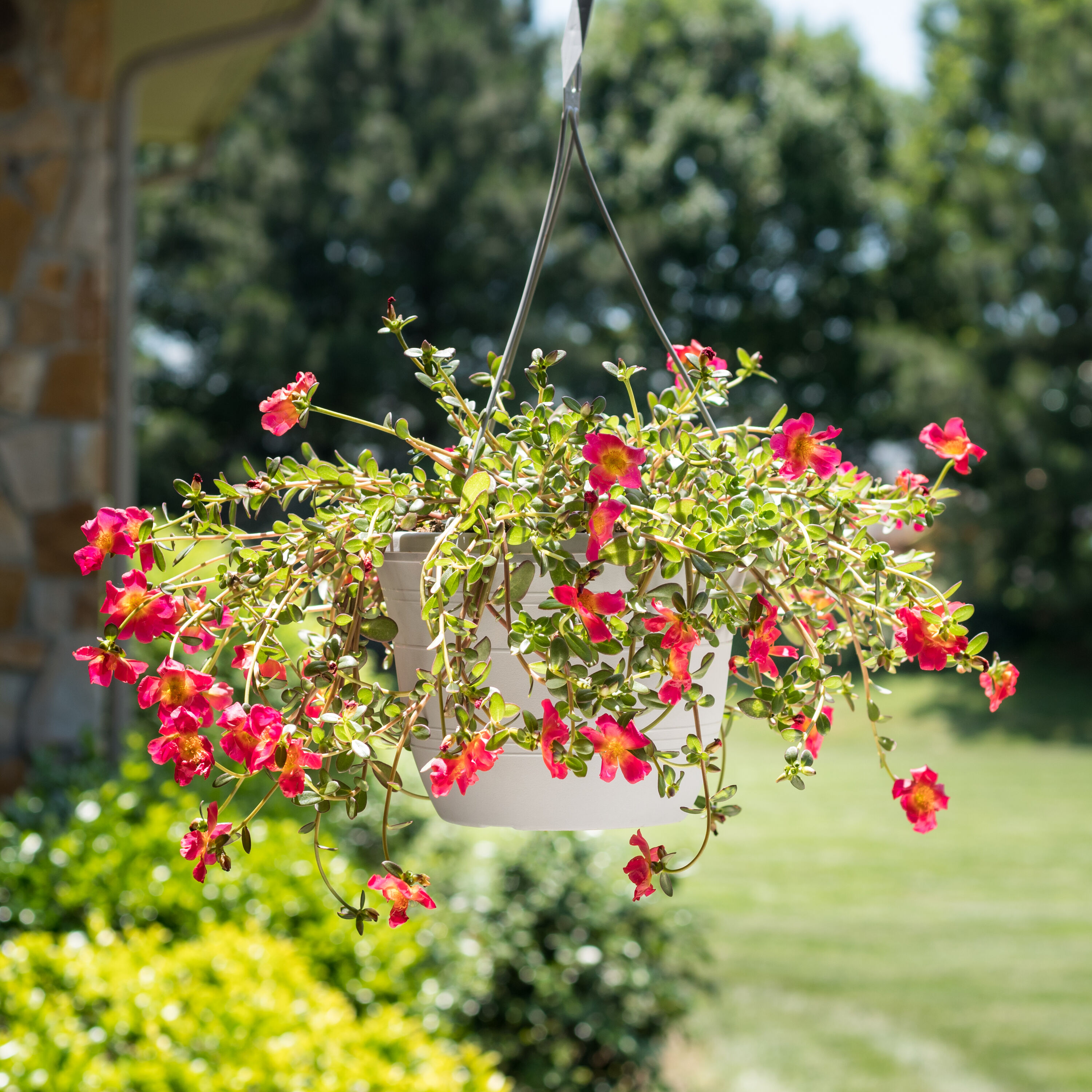 Lowe's 209678 annuals - View #3