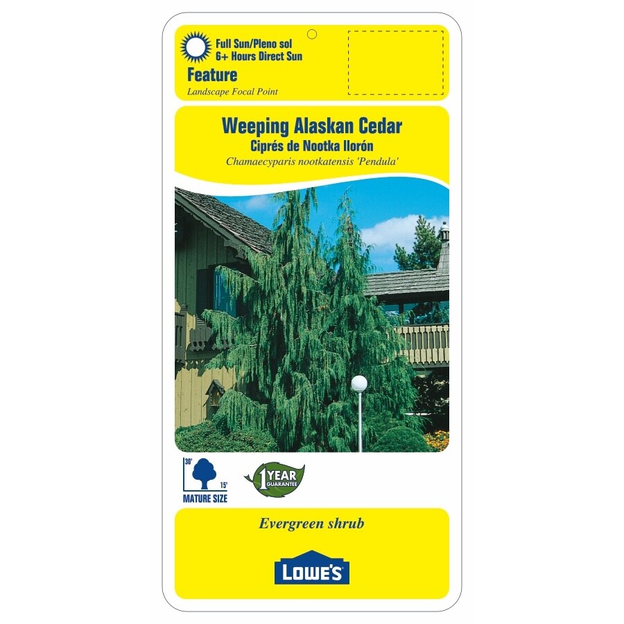 Lowe's NURSERY shrubs - View #2