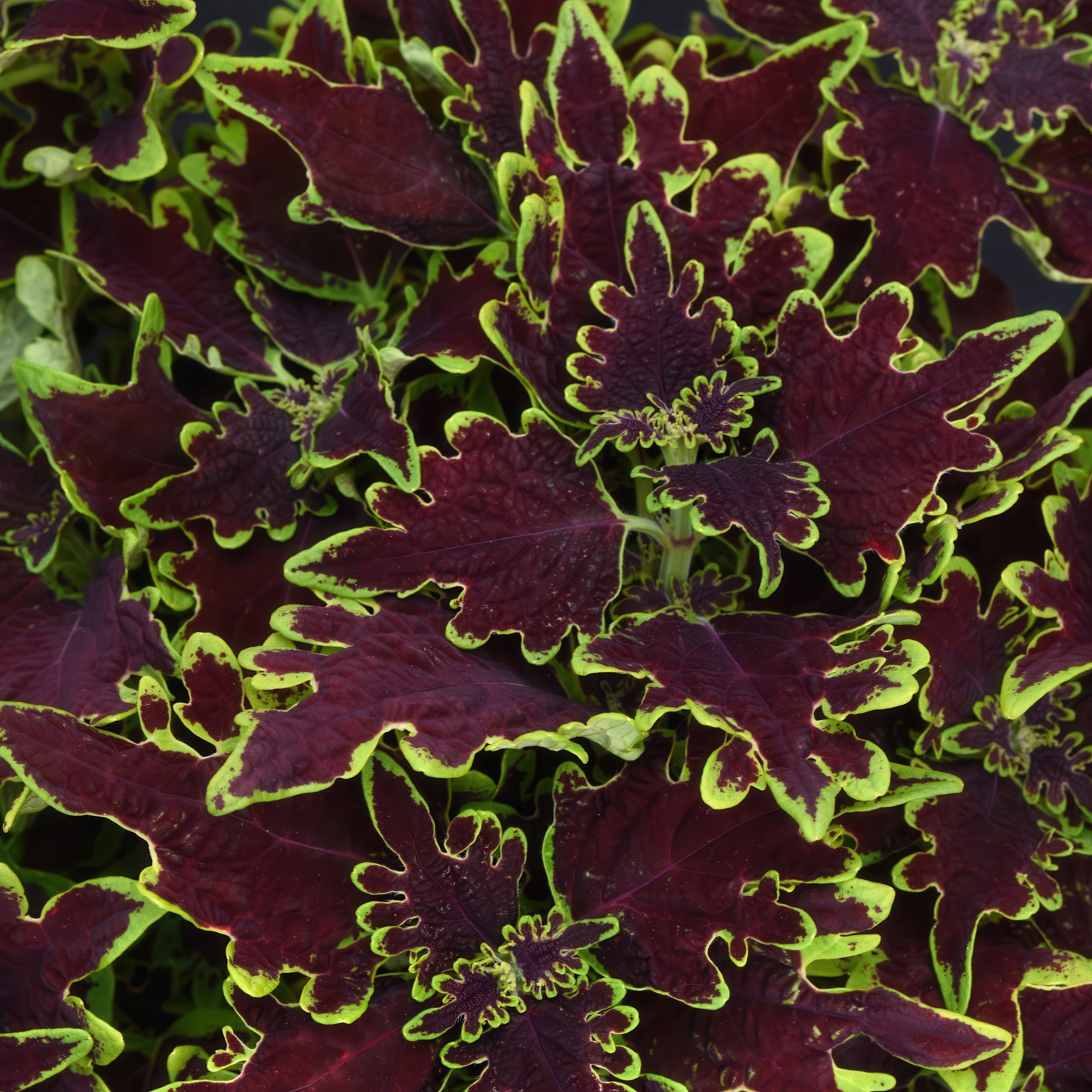 National Plant Network LW2184 annuals - View #7