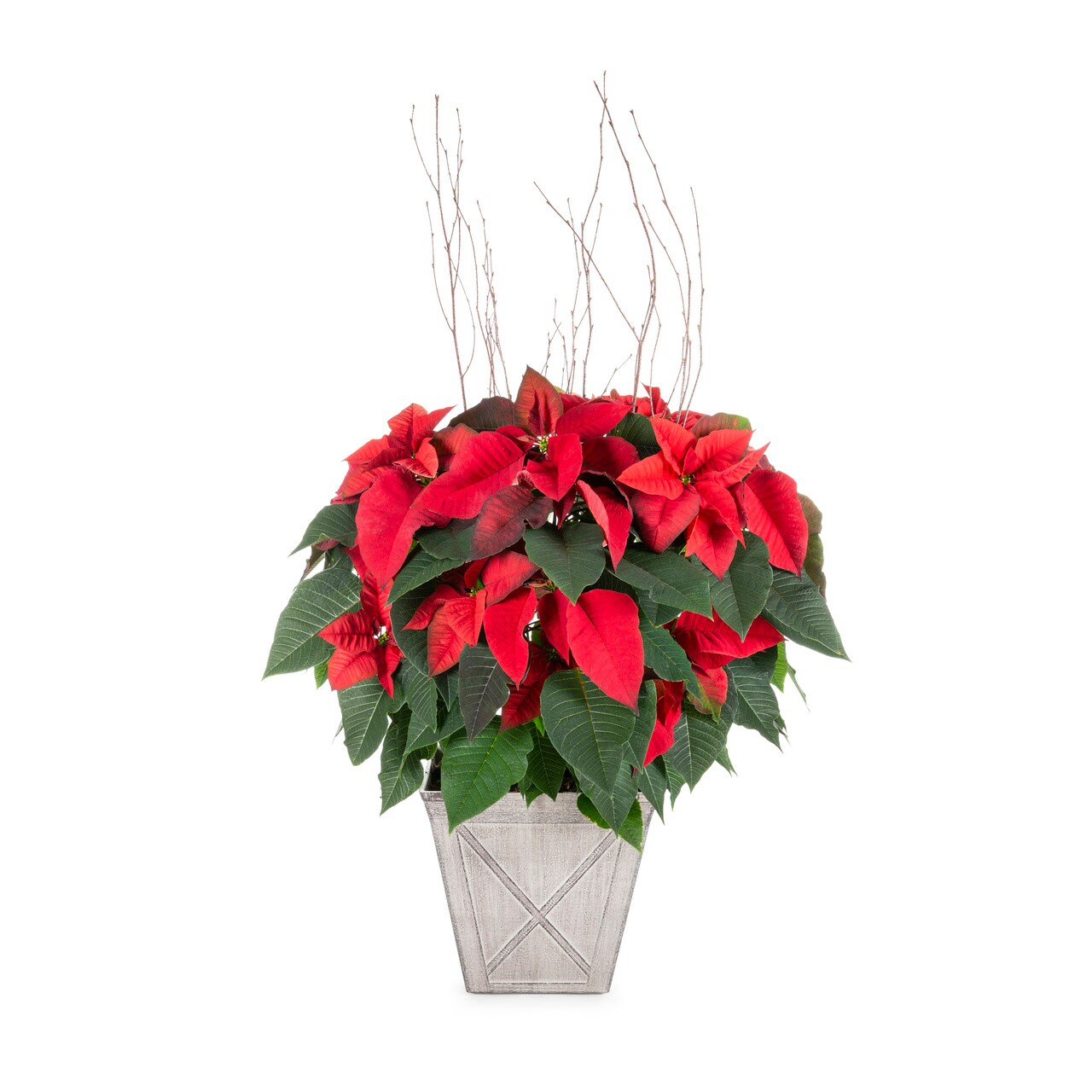 Lowe's 5340069 Fresh-Cut-Christmas-Decorations - View #3