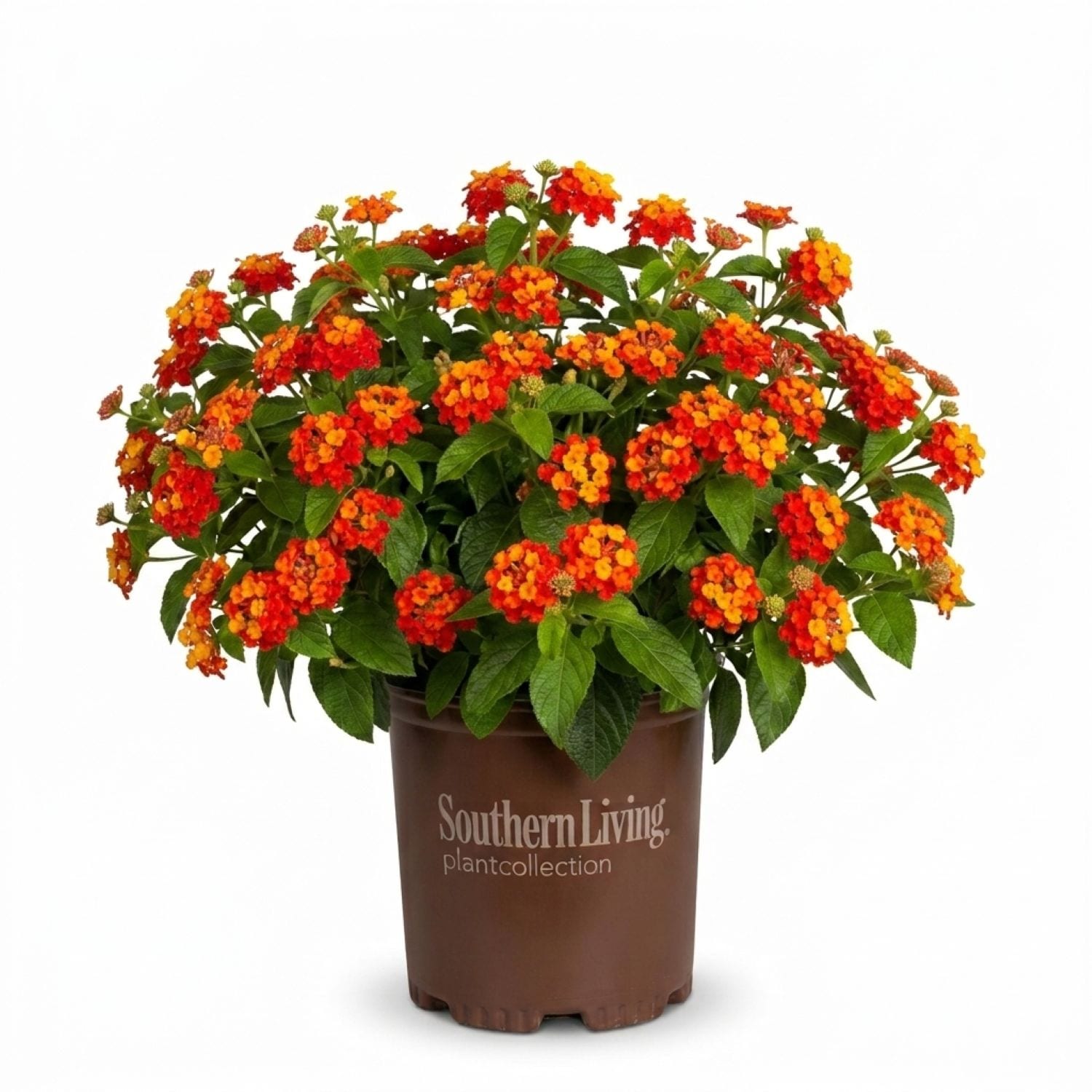 Southern Living Plant Collection - 2.5 -Quart Red Red Little Lucky Lantana 1 -Pack - Low Maintenance