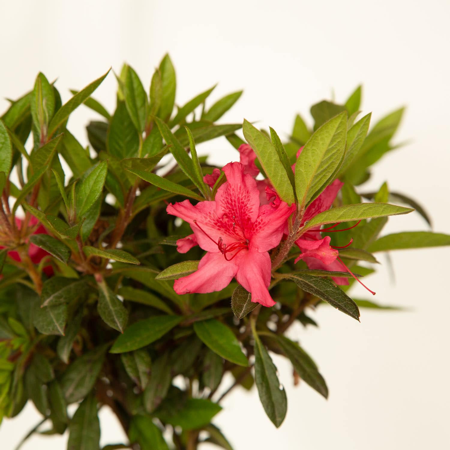 Encore Azalea 80421-1 shrubs - View #5