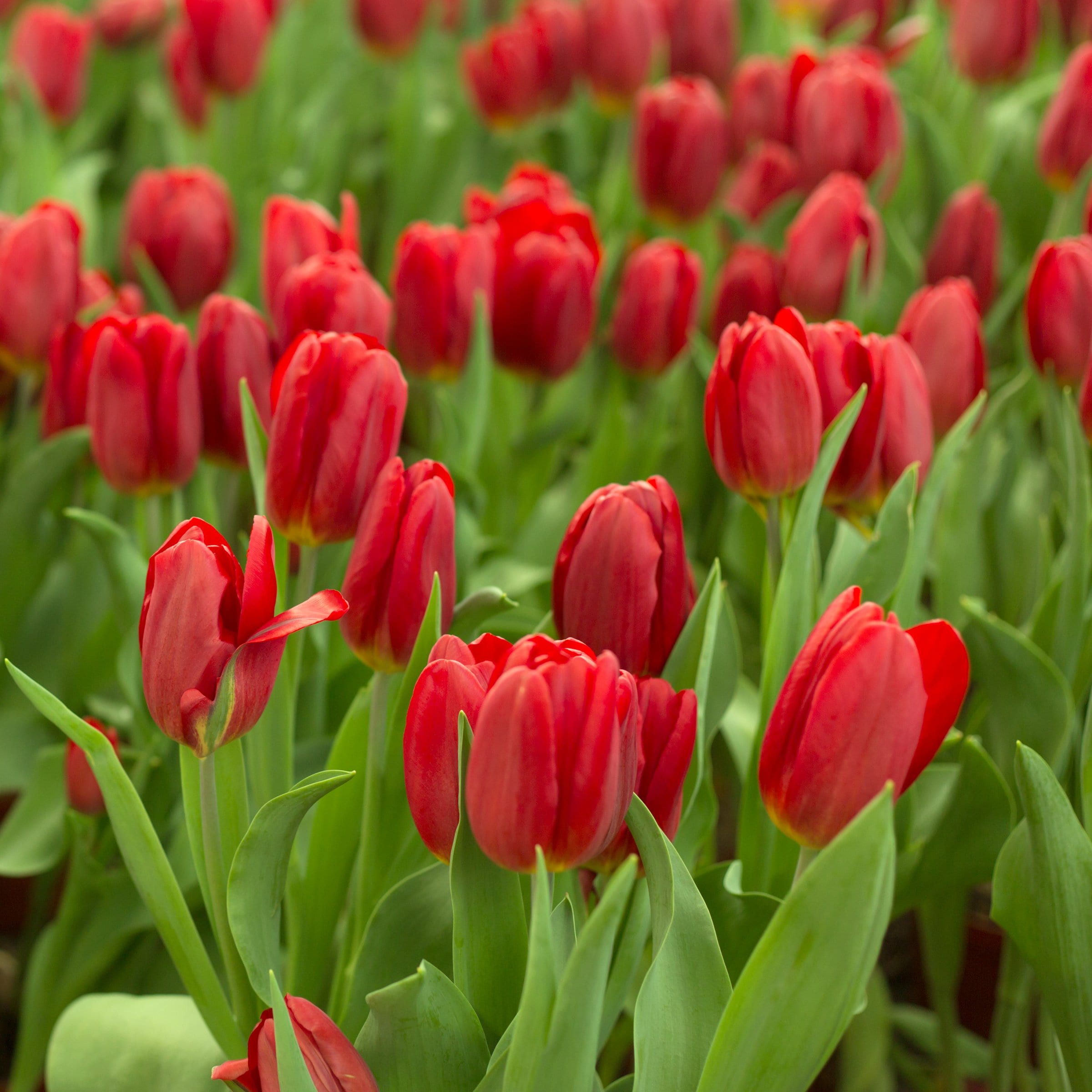 National Plant Network LW3148A Plant-Bulbs - View #5