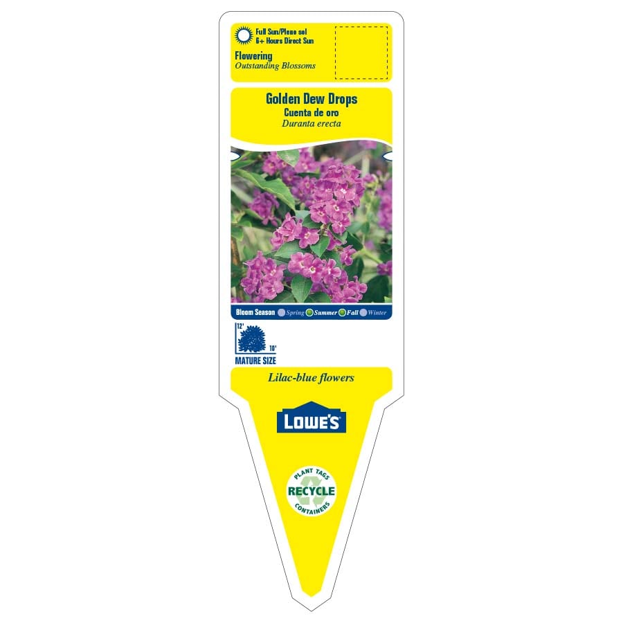 Lowe's NURSERY annuals - View #2