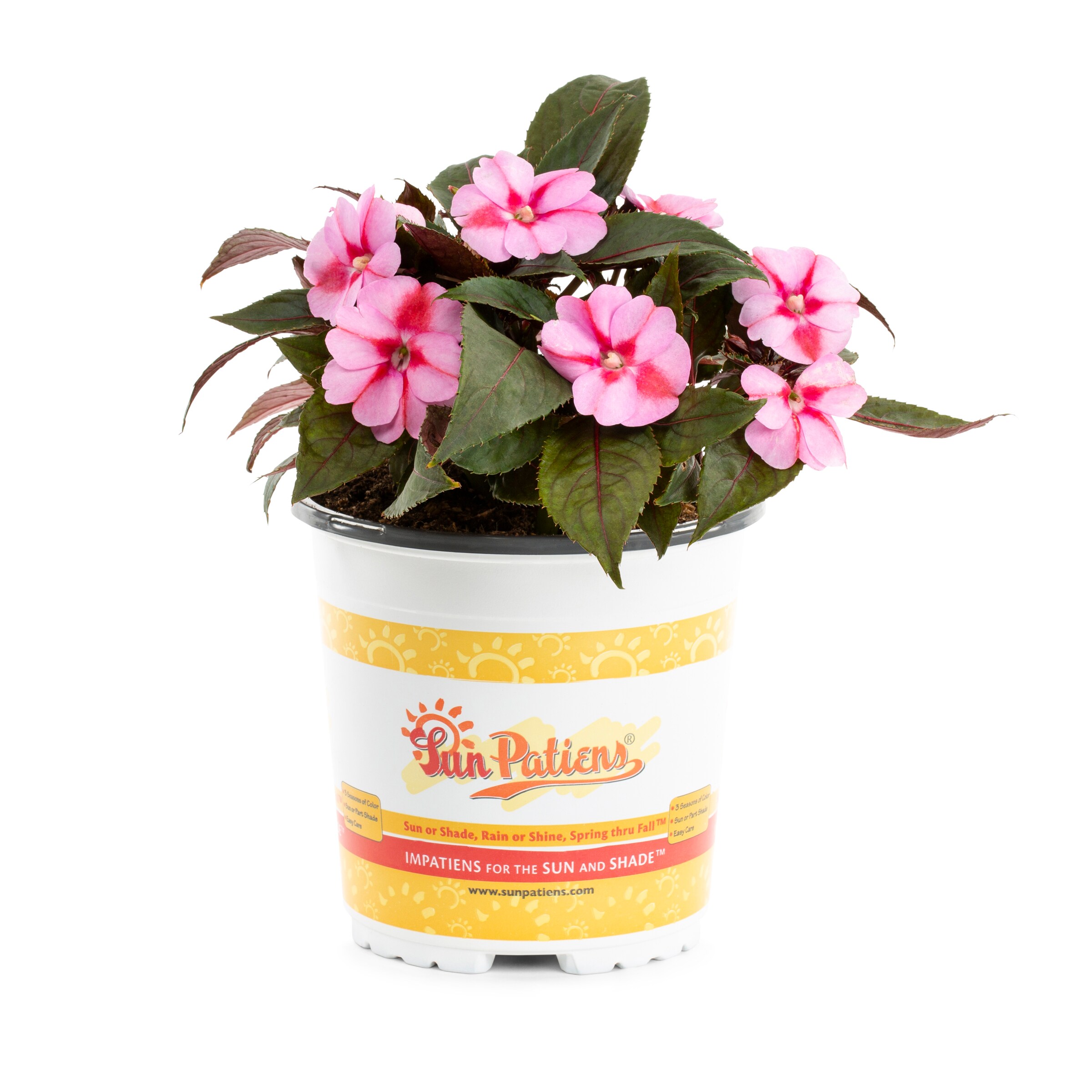 Lowe's 206616 annuals - View #11
