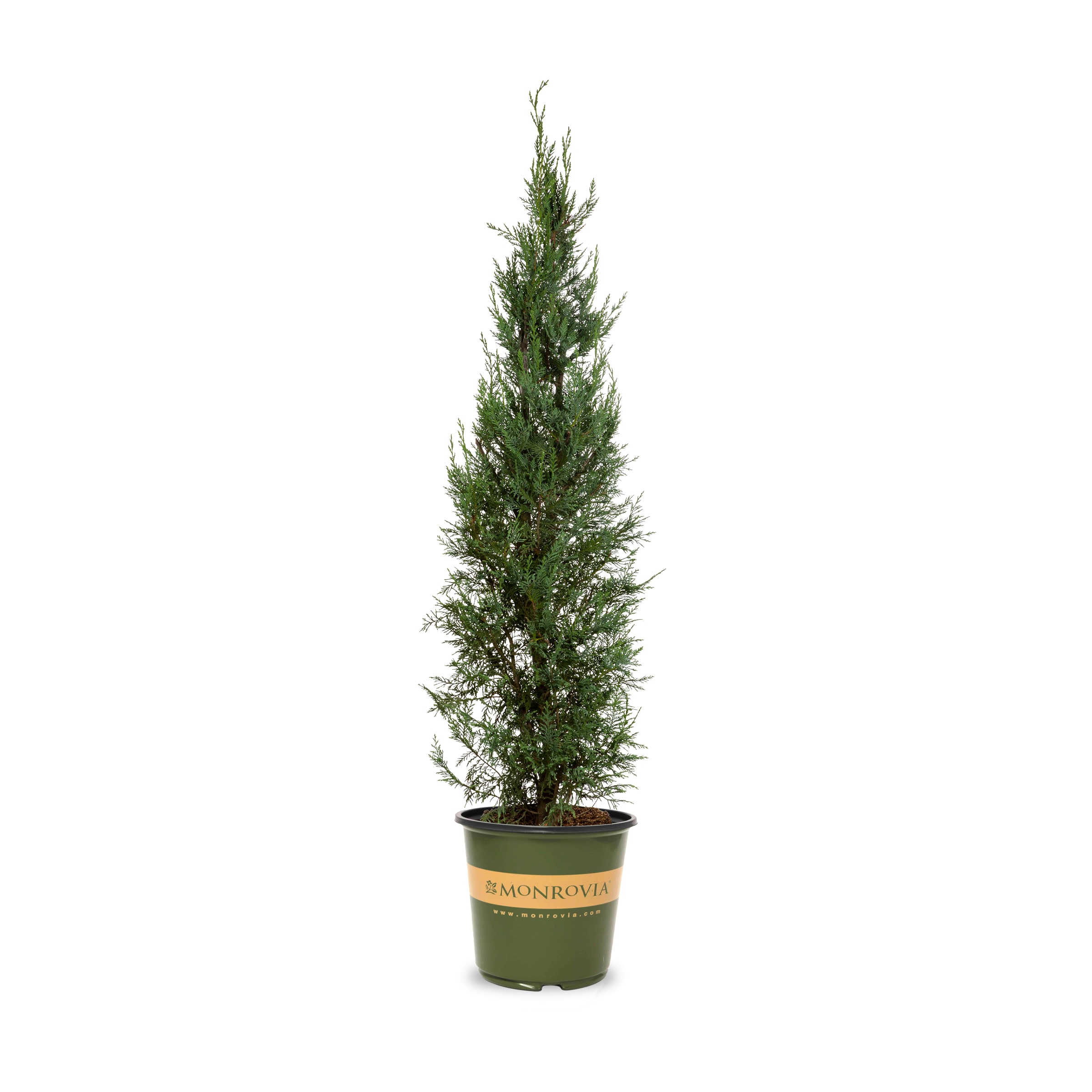 Monrovia 030505 Leyland Cypress Screening Shrub in 3.58 -Gallon Pot 1.0 -Pack