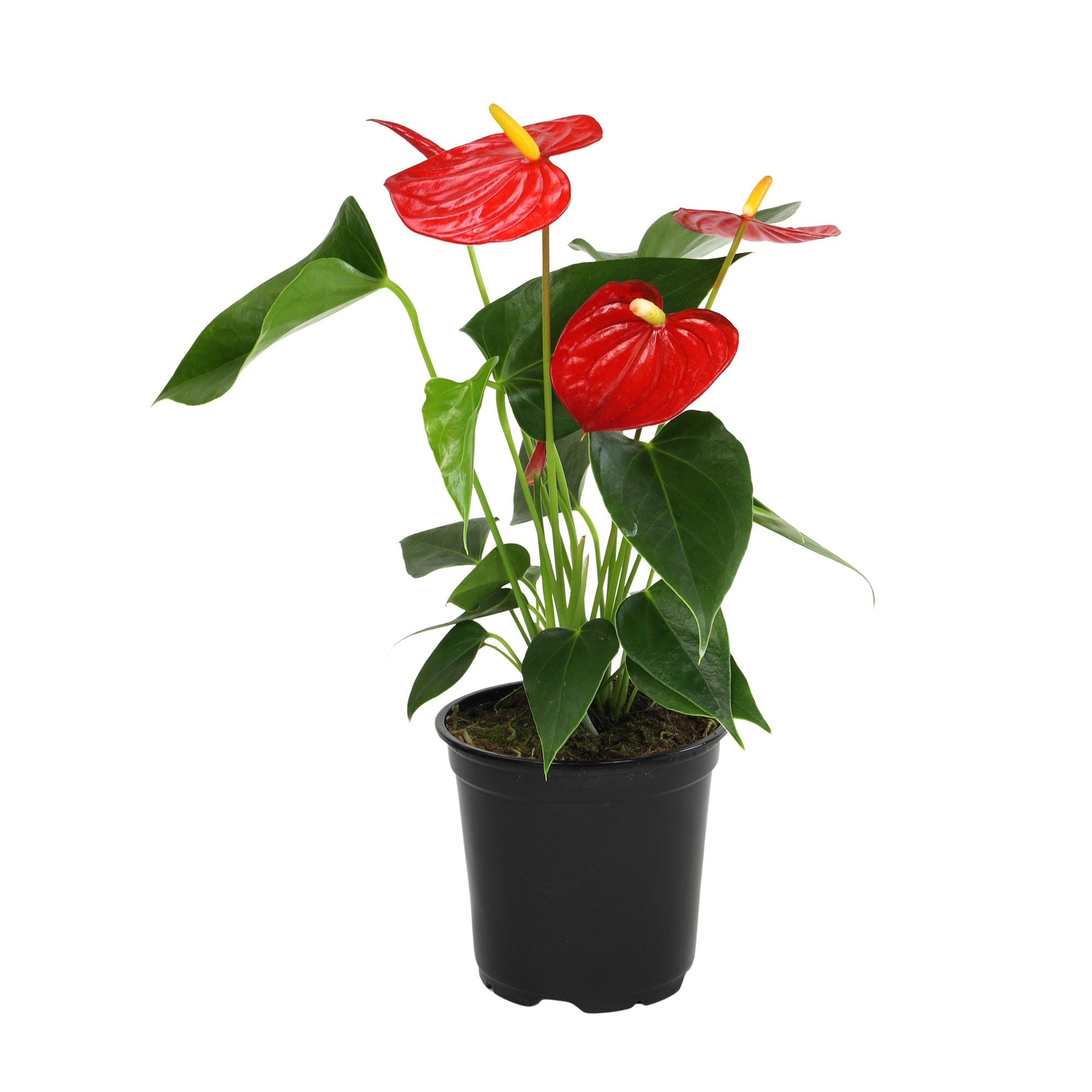 Altman Plants 0881523 hseplants - View #7