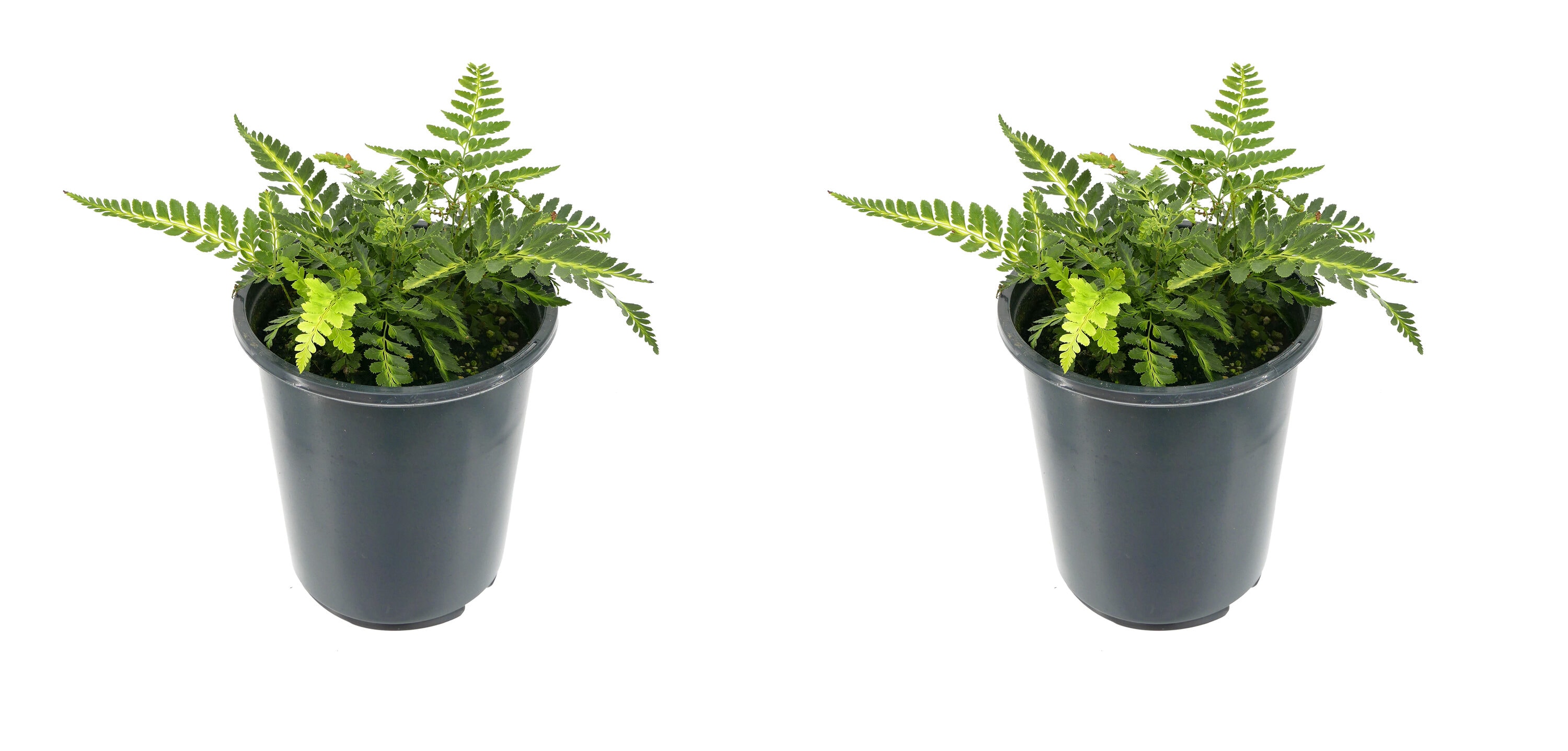  1828 Arachnoides Fern Plant in 2.5 -Quart Pot
