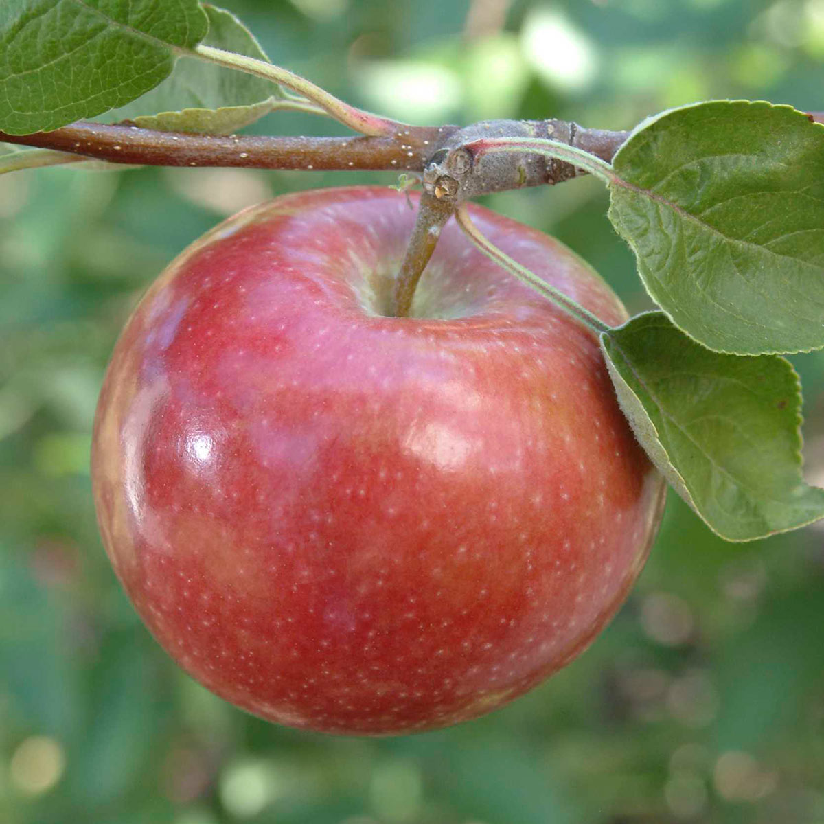 Lowe's 3.8-Gallon Cortland Apple Tree (L6120) - Summer to Fall